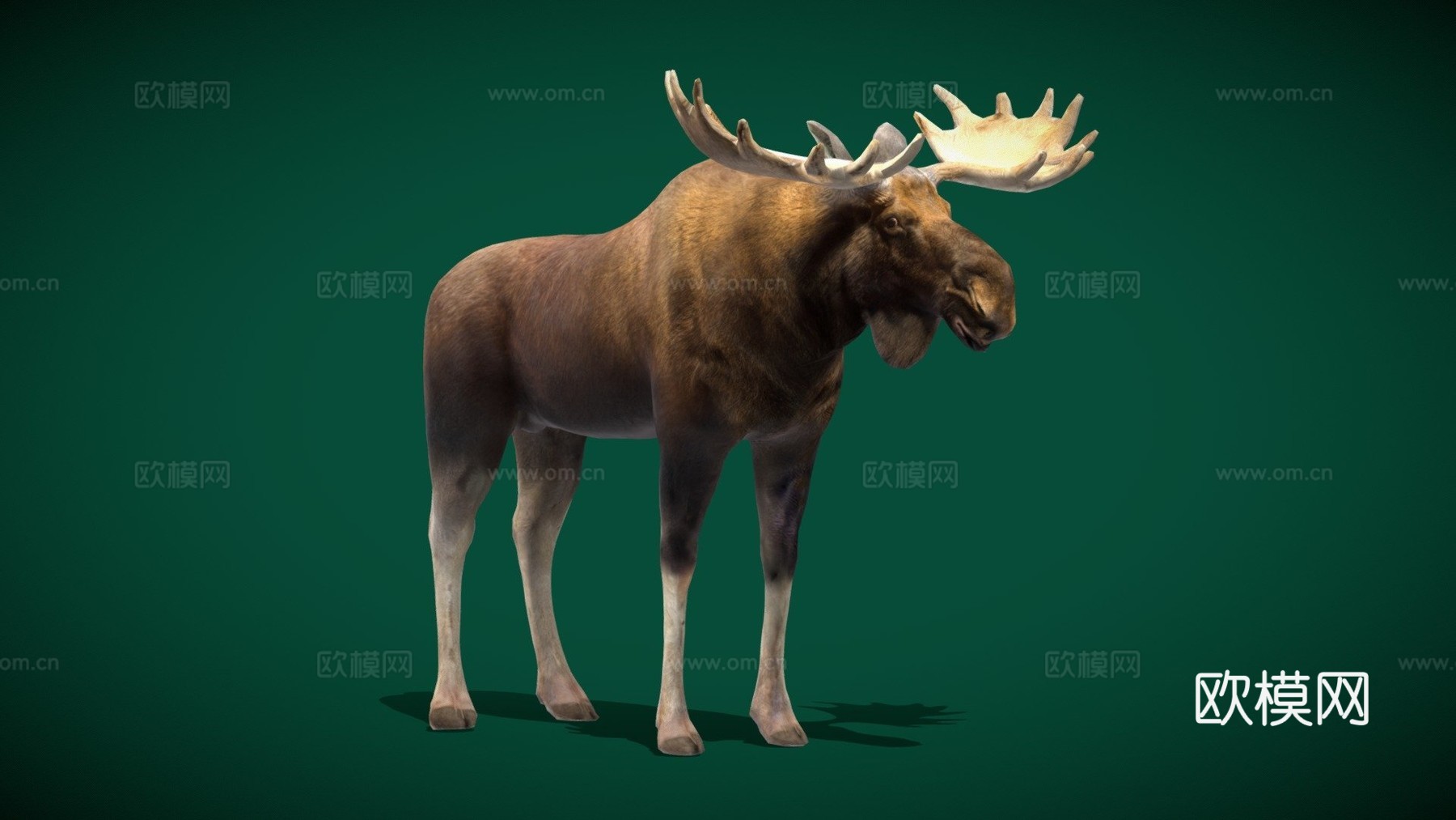 欧亚驼鹿哺乳动物低多边形su模型