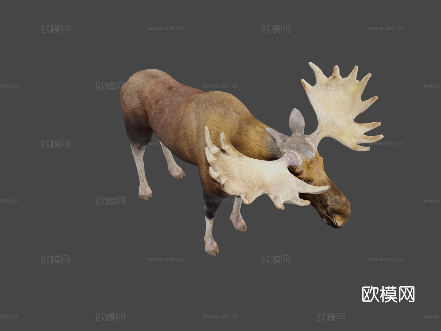 欧亚驼鹿哺乳动物低多边形su模型