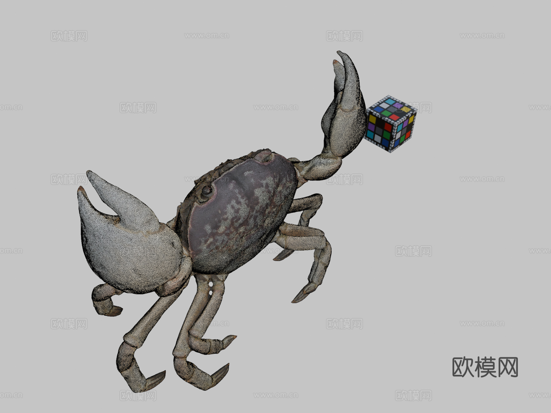 CC0红蟹光滑岸蟹su模型下载（渲染图2）