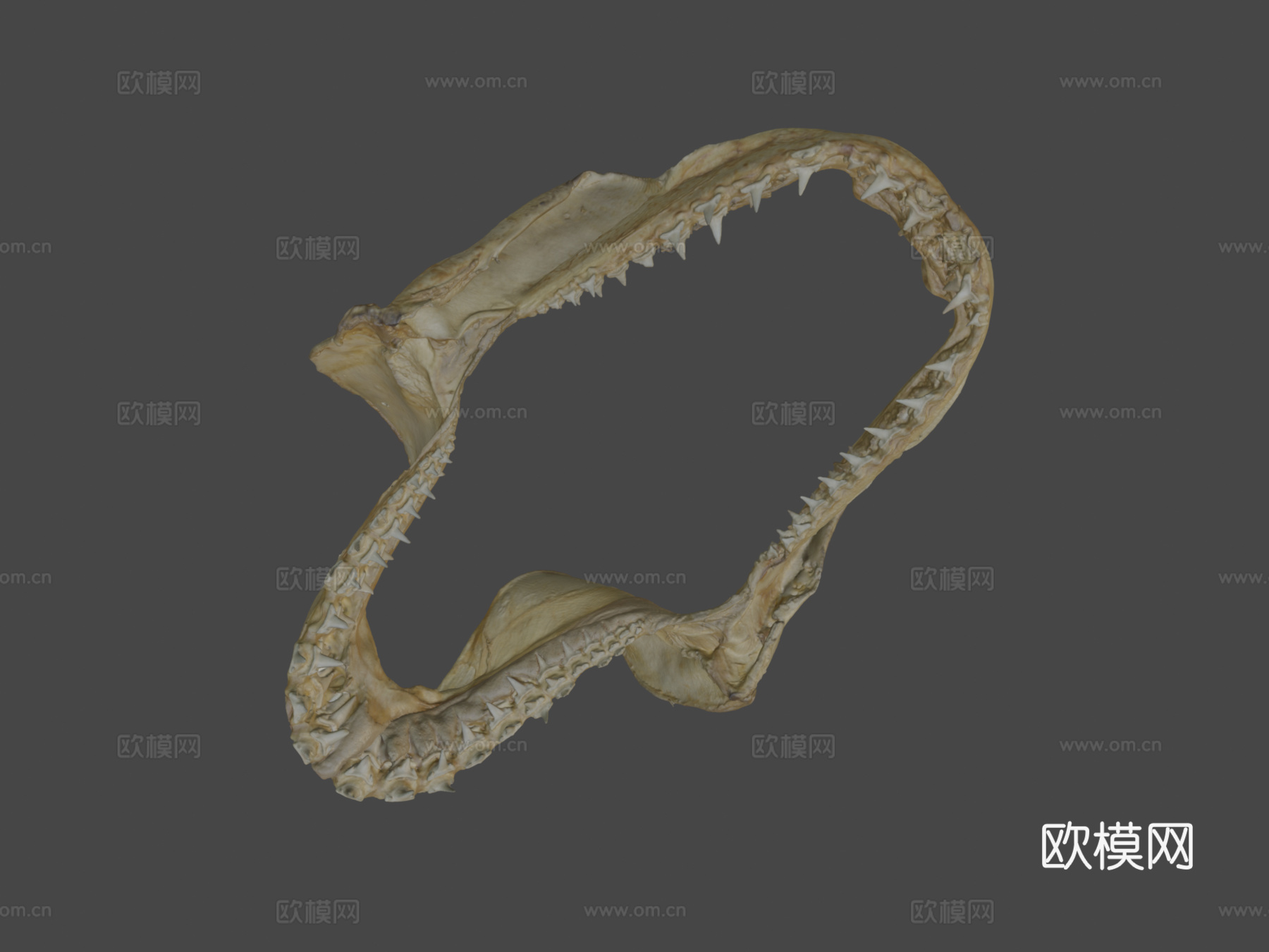 鲨鱼牙齿su模型下载（渲染图7）