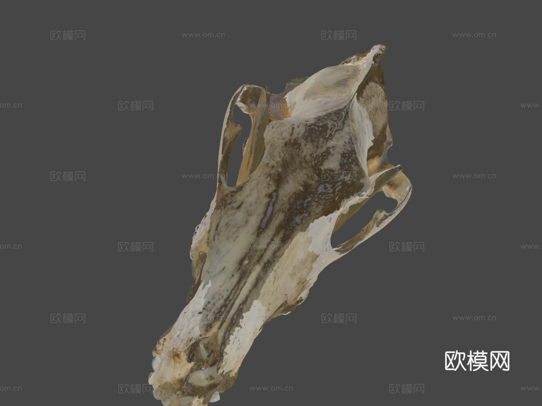 CMNH22306灰狼头骨su模型