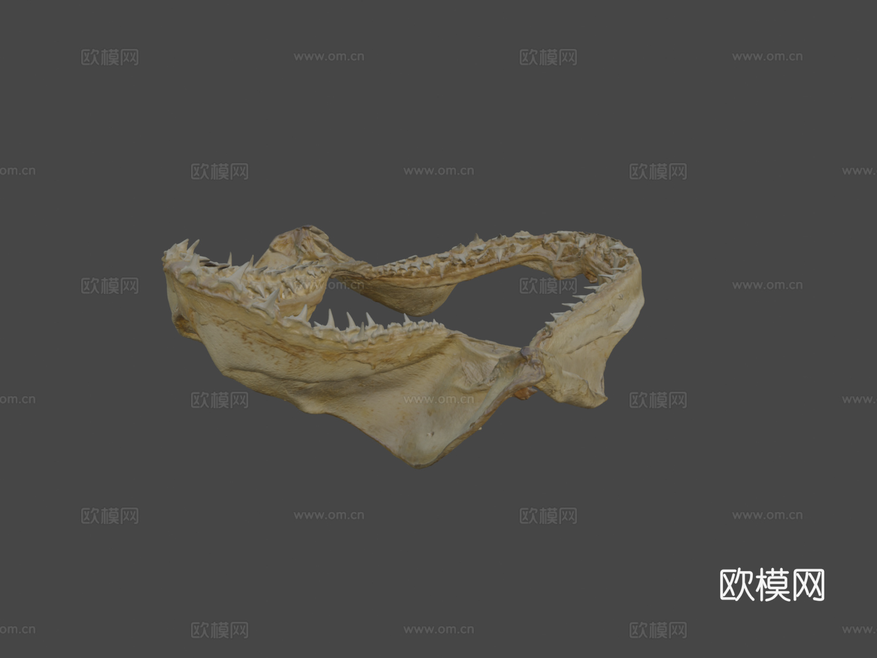 鲨鱼牙齿su模型下载（渲染图6）