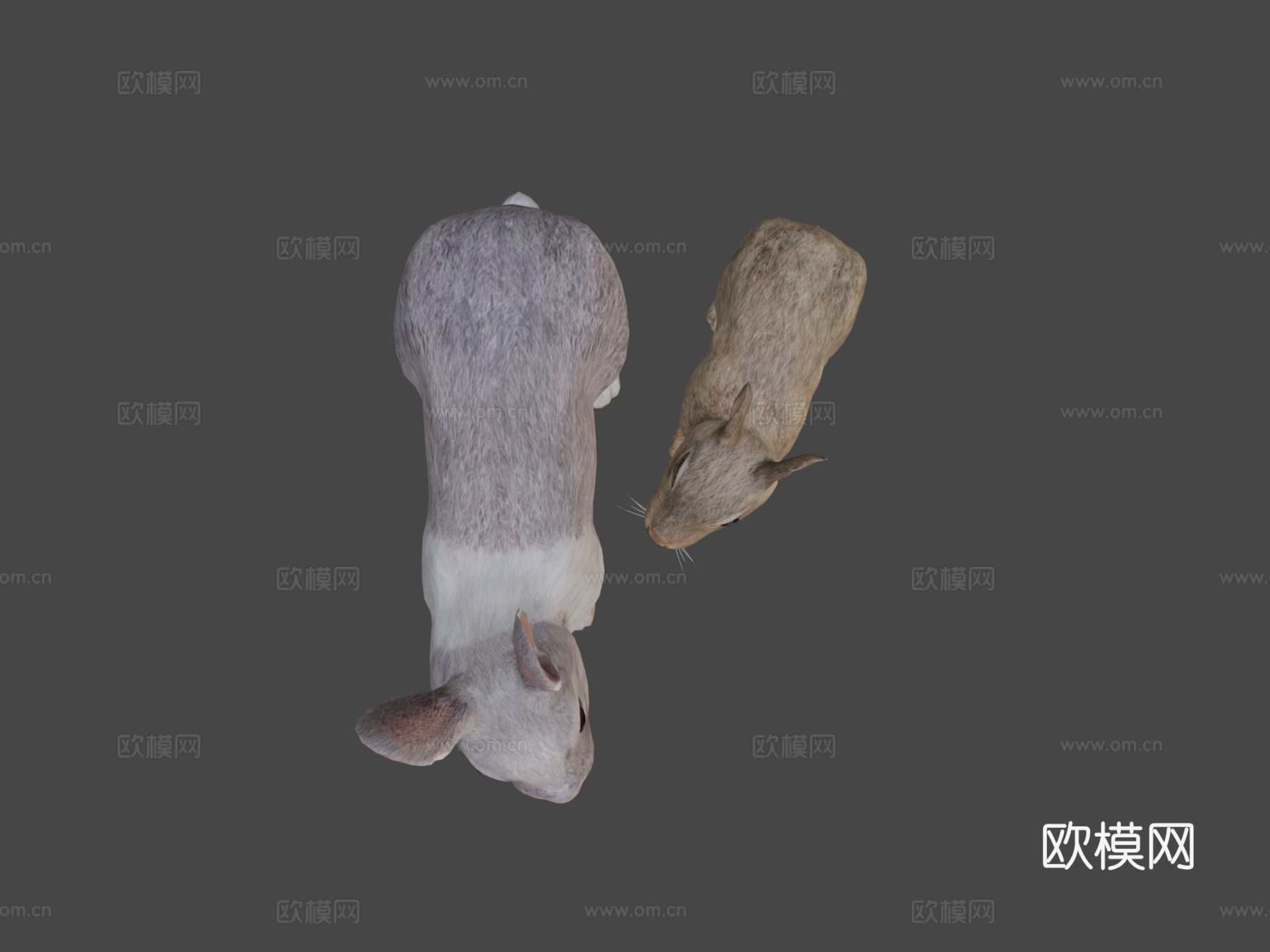 兔子家族su模型