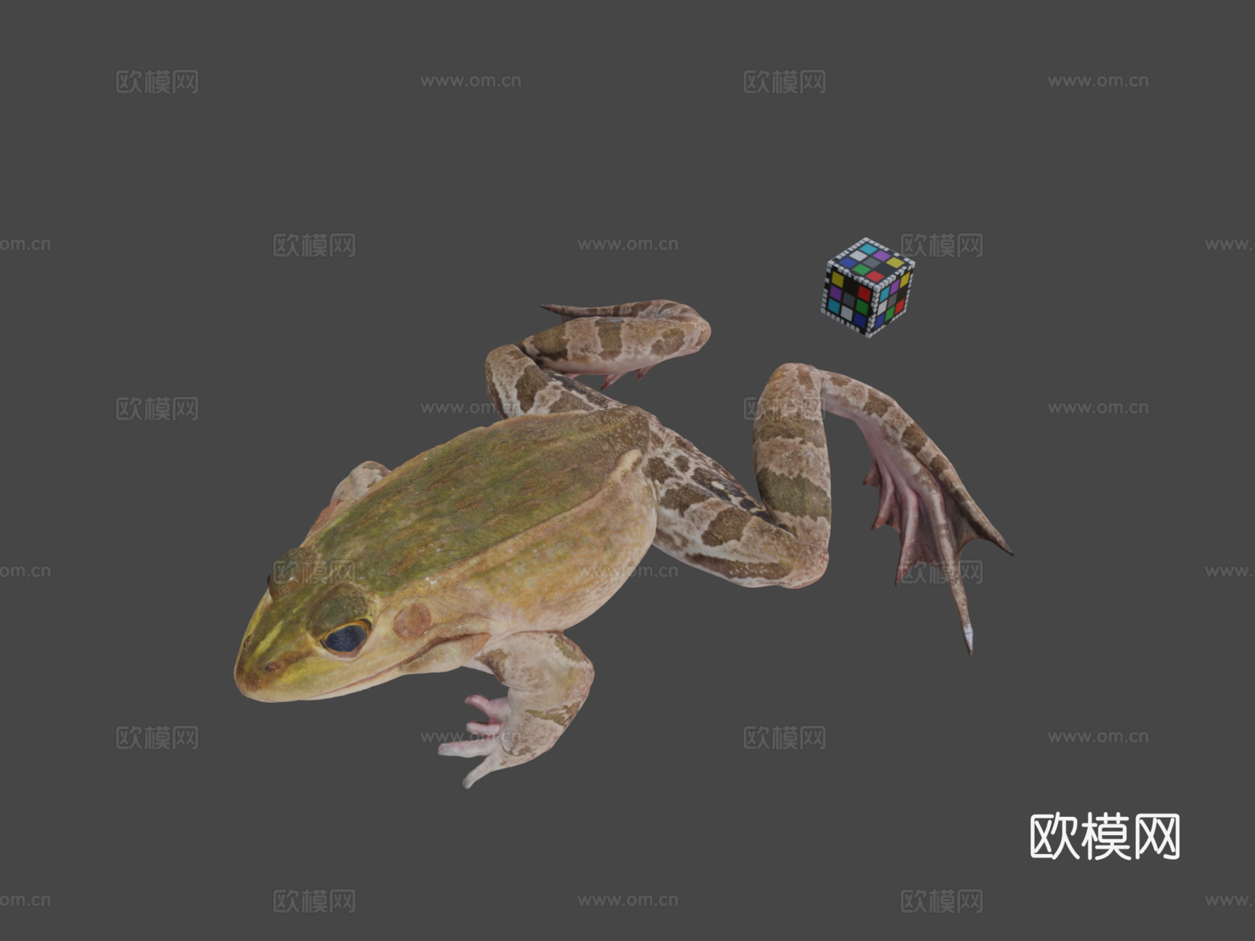 CC0黑斑蛙su模型