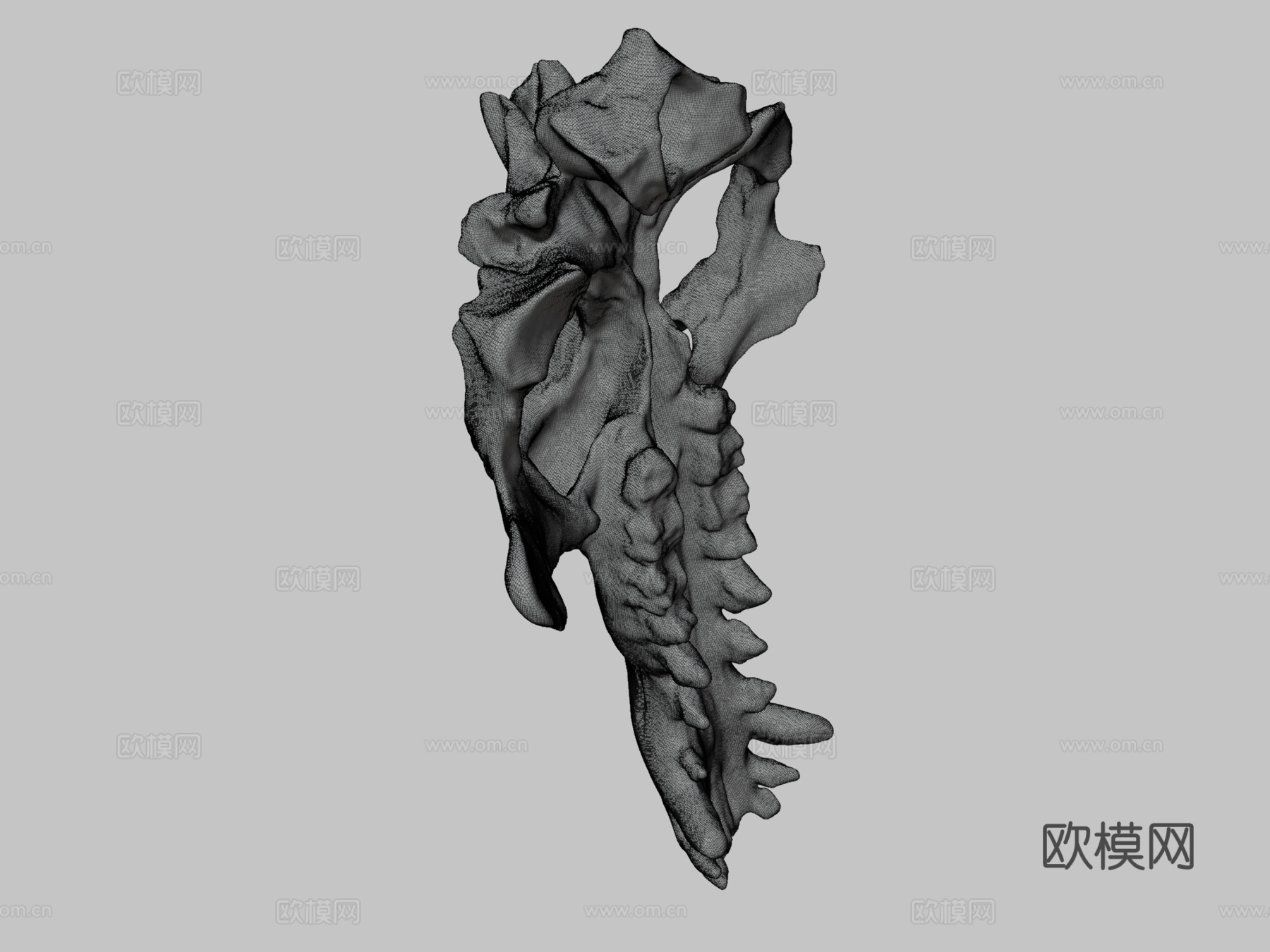 完齿兽头骨su模型