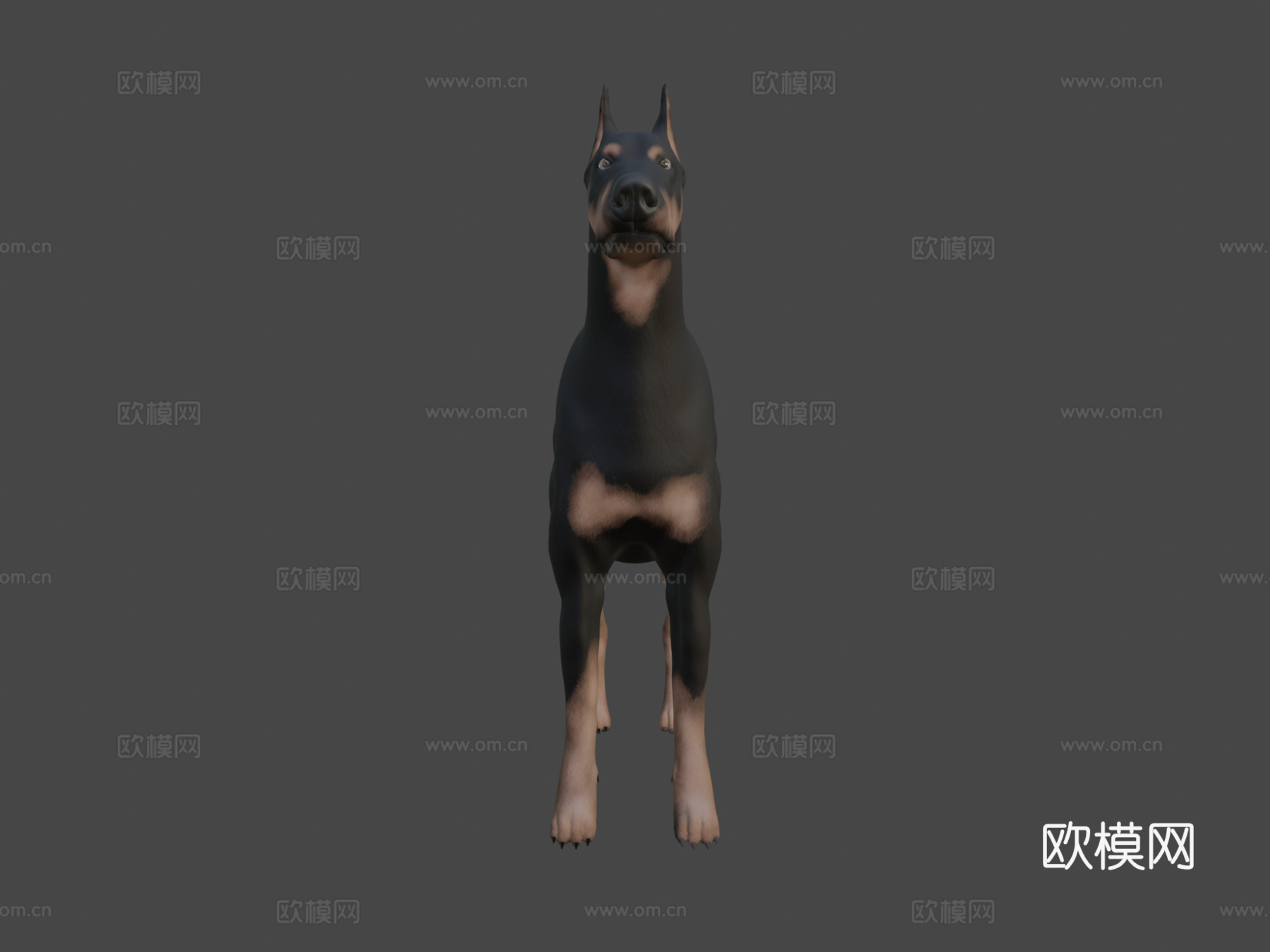 杜宾犬su模型下载（渲染图5）