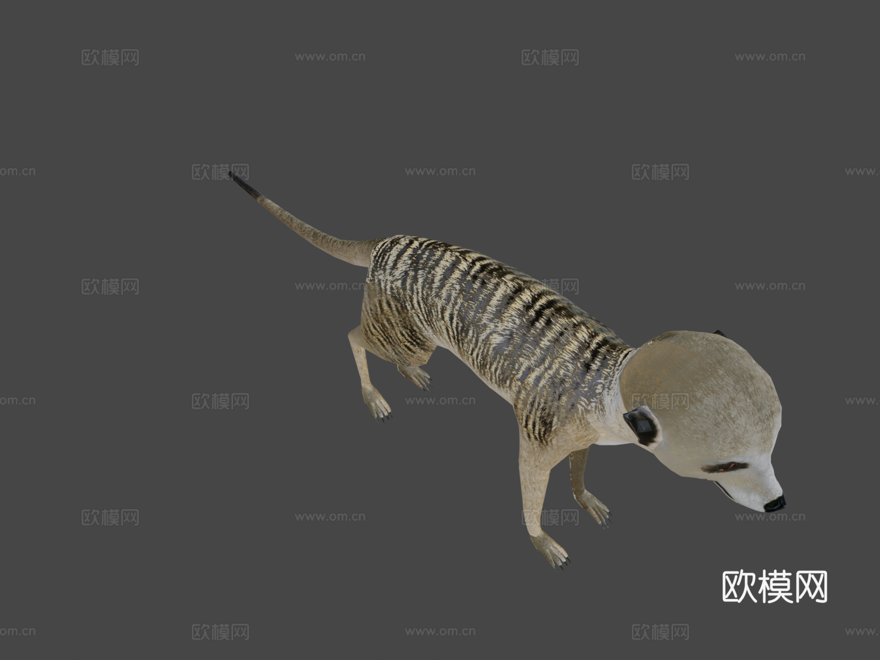 猫鼬su模型下载（渲染图8）