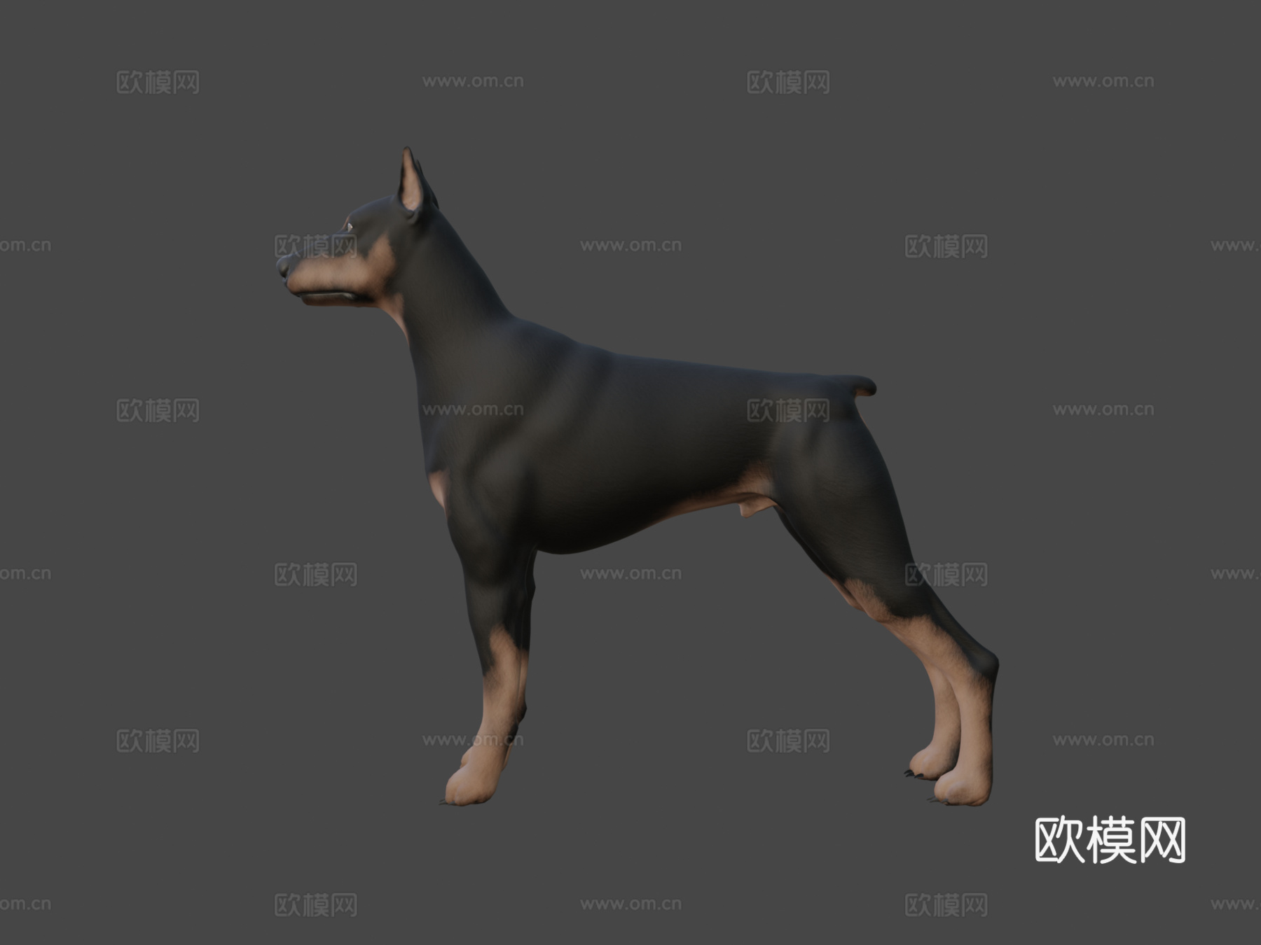 杜宾犬su模型下载（渲染图7）