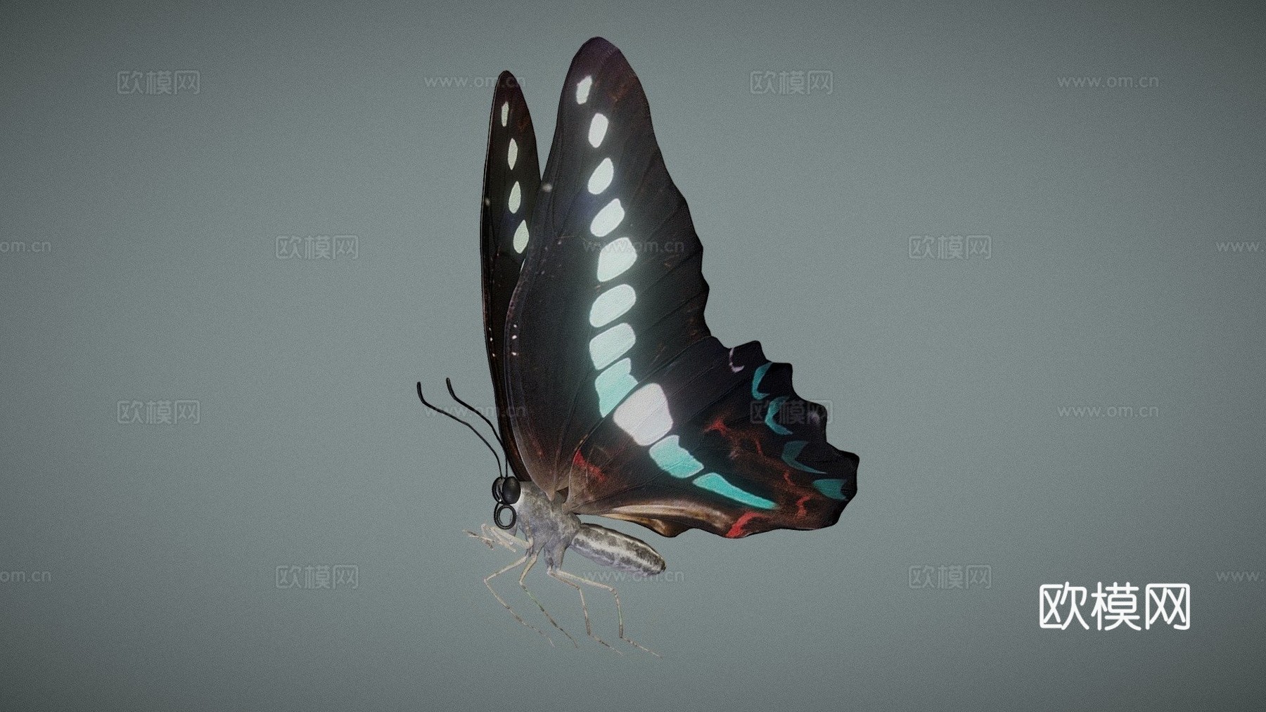 绿带翠凤蝶su模型下载（渲染图1）