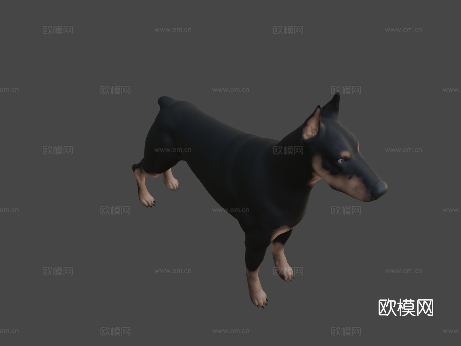 杜宾犬su模型下载（渲染图8）