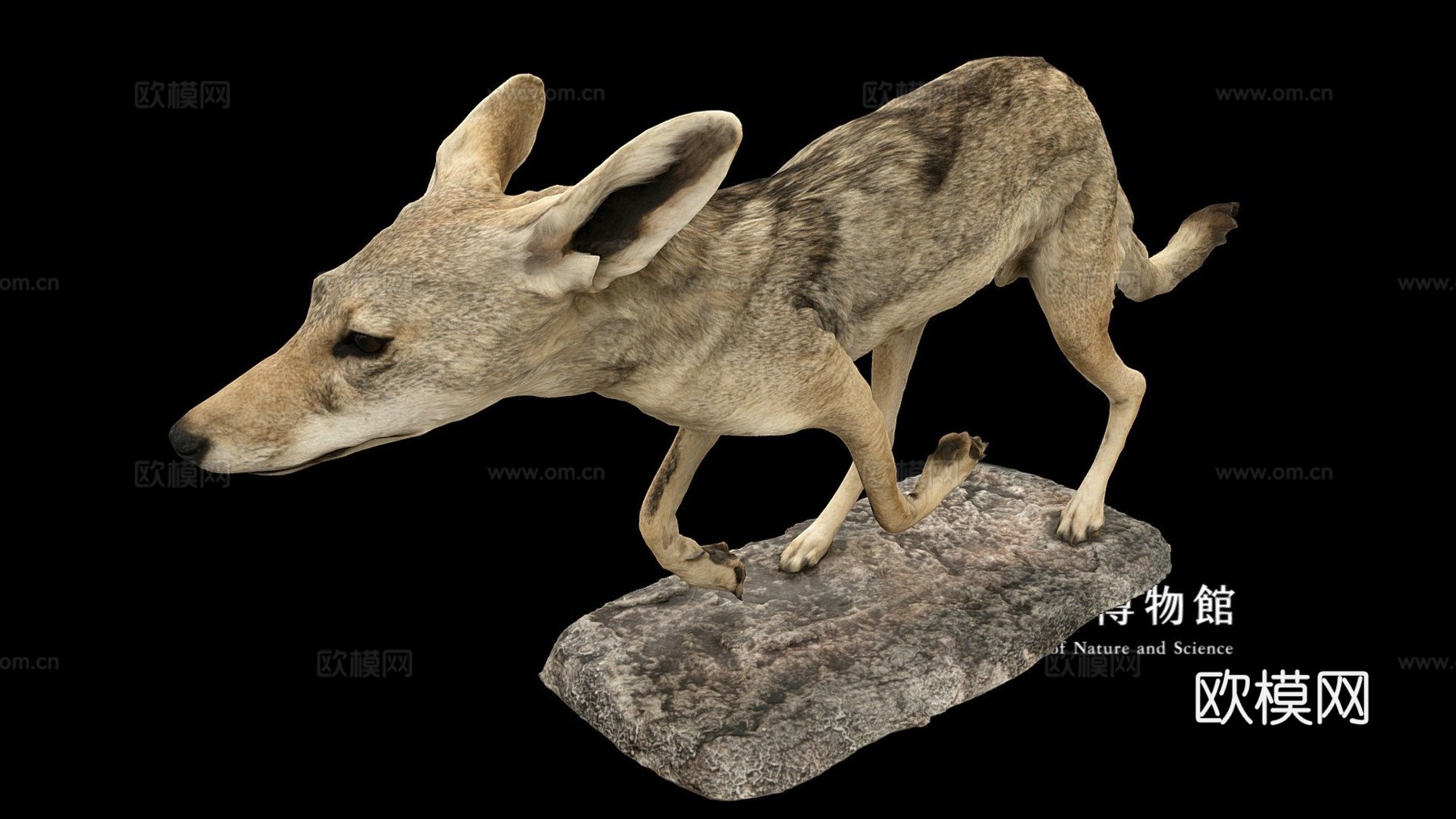 NSMTM32094黑背豺标本su模型