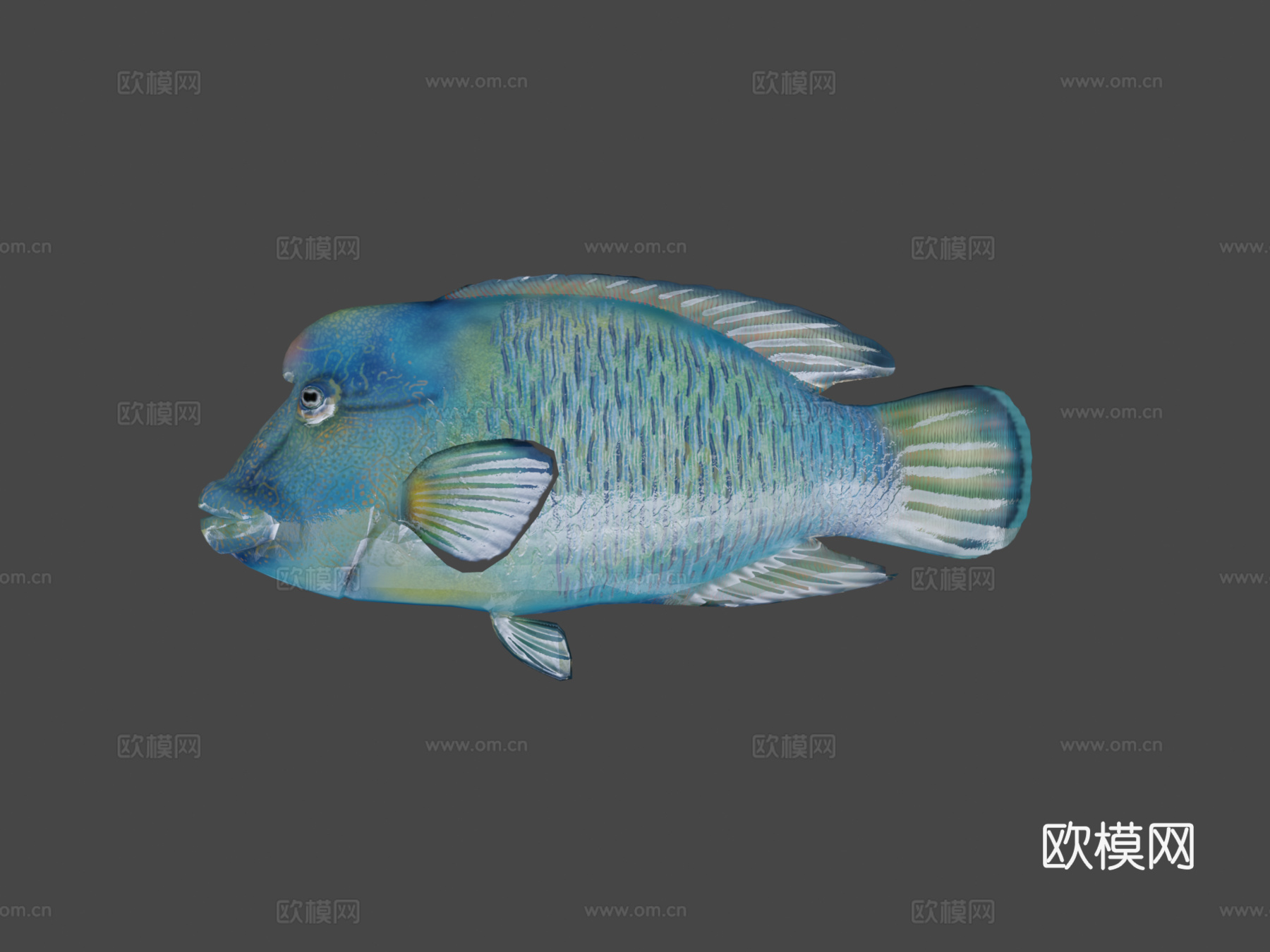 隆头鱼绑定su模型