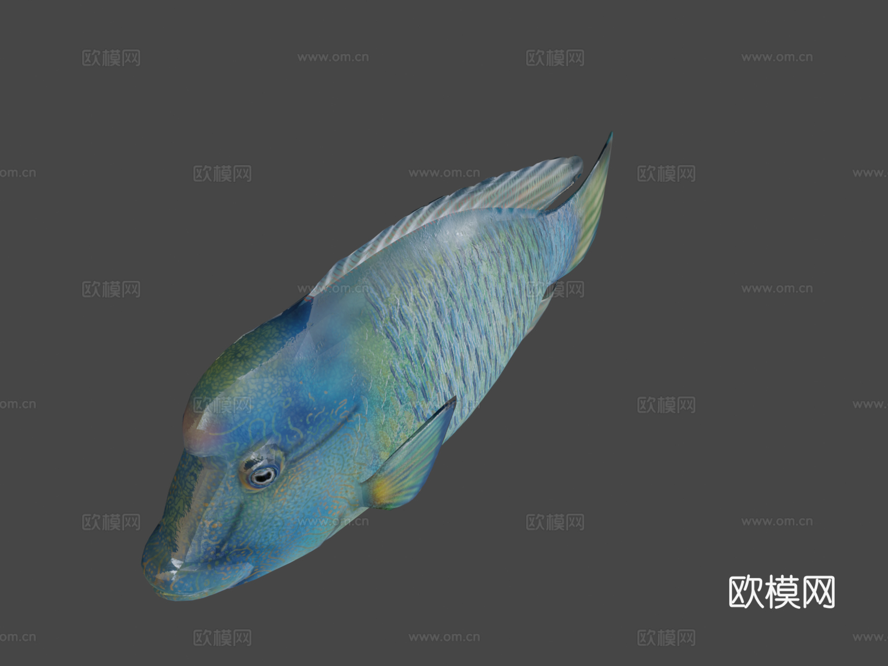 隆头鱼绑定su模型