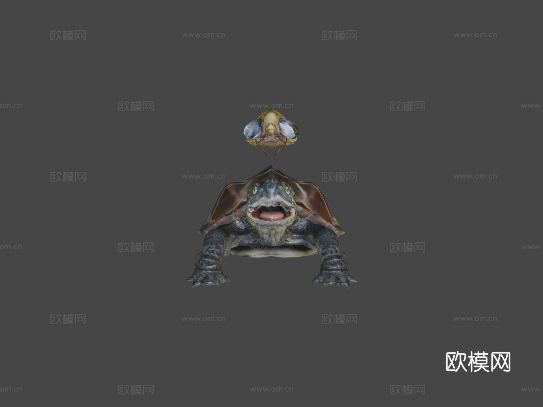 龟脸抱水虫su模型