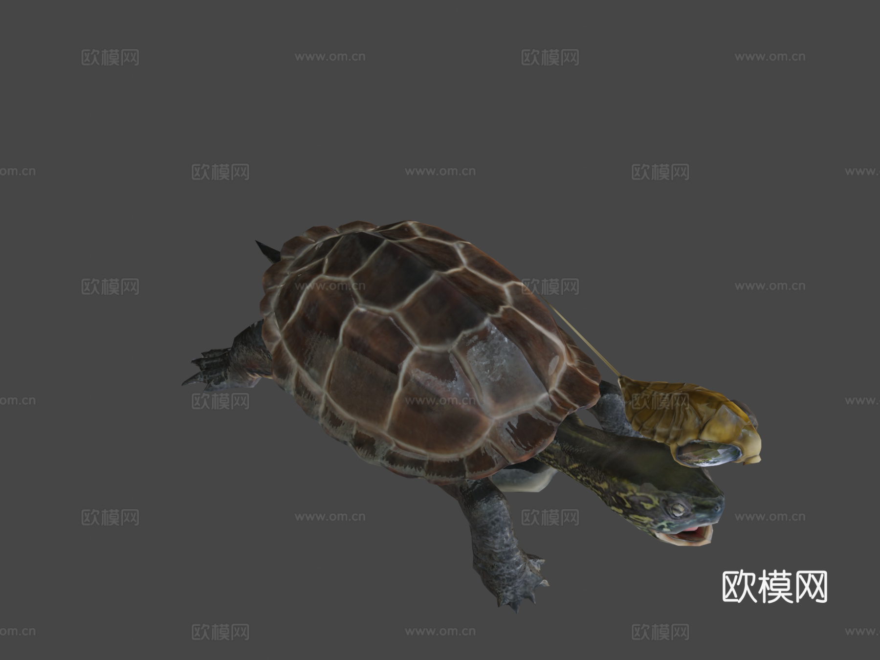 龟脸抱水虫su模型