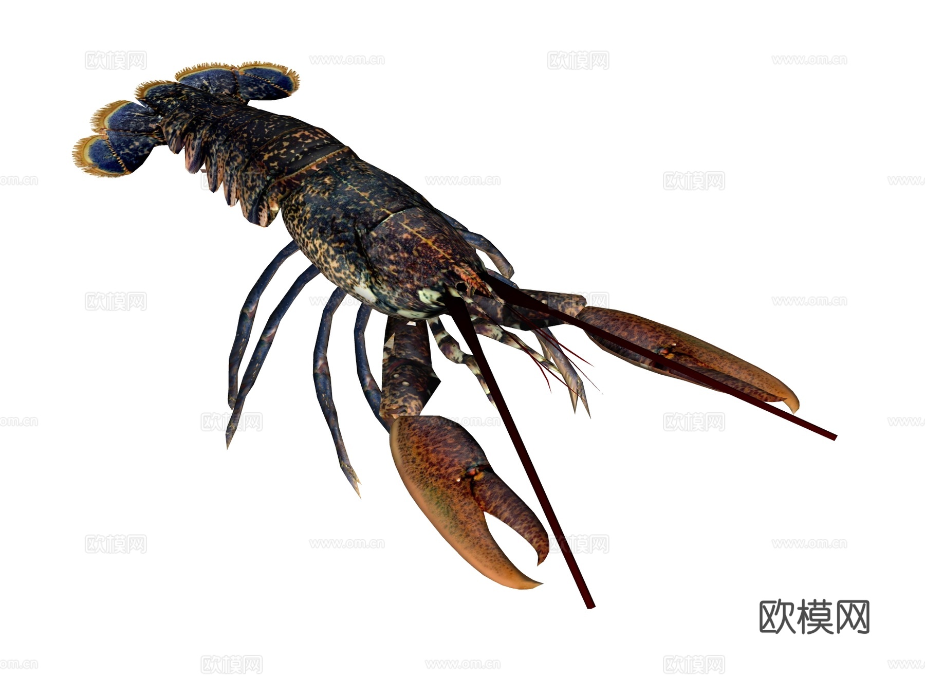 龙虾 蓝龙su模型