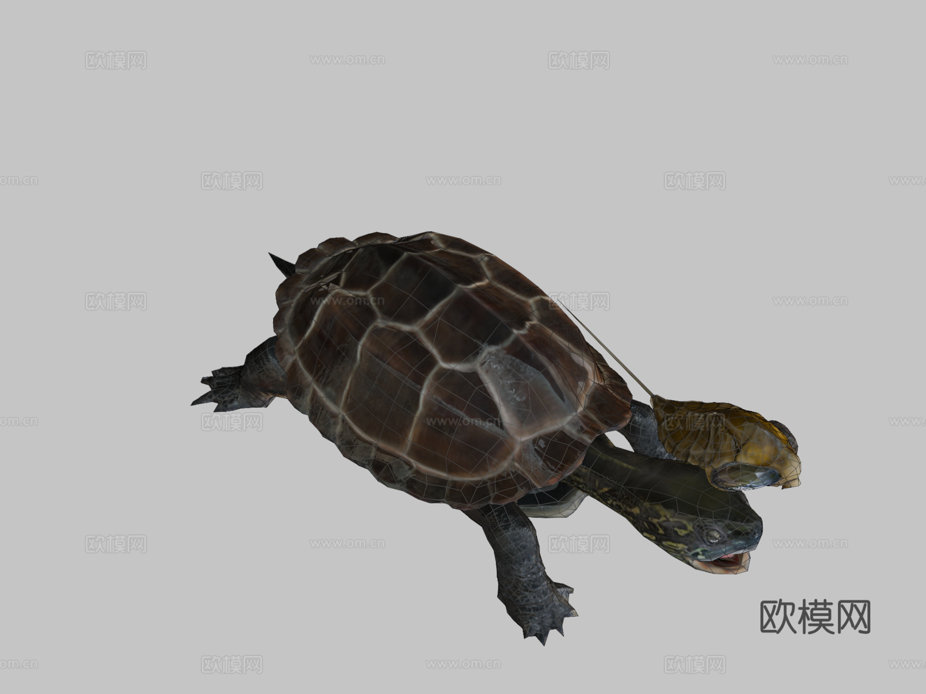 龟脸抱水虫su模型