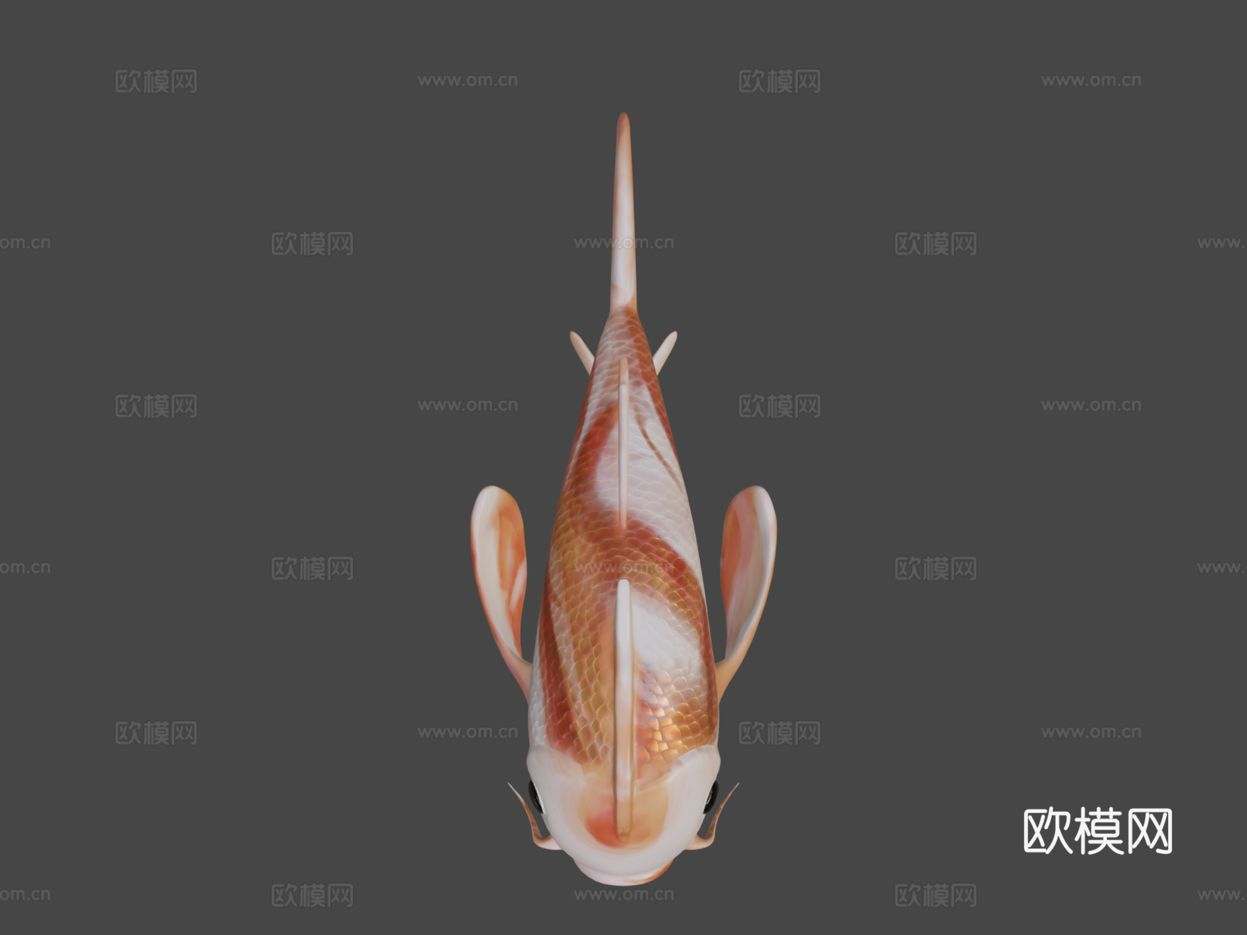 锦鲤橙色鱼su模型