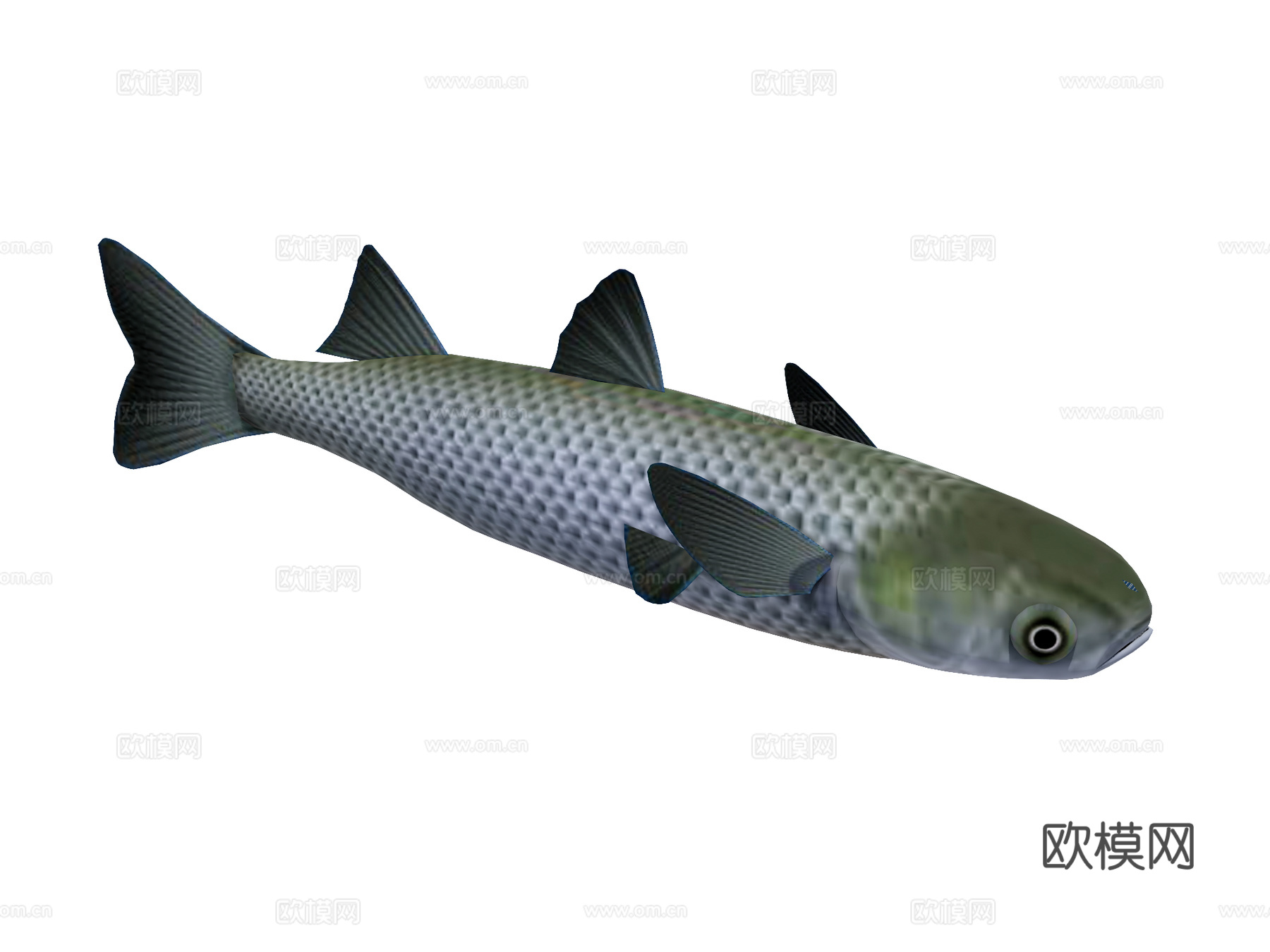 海鱼su模型