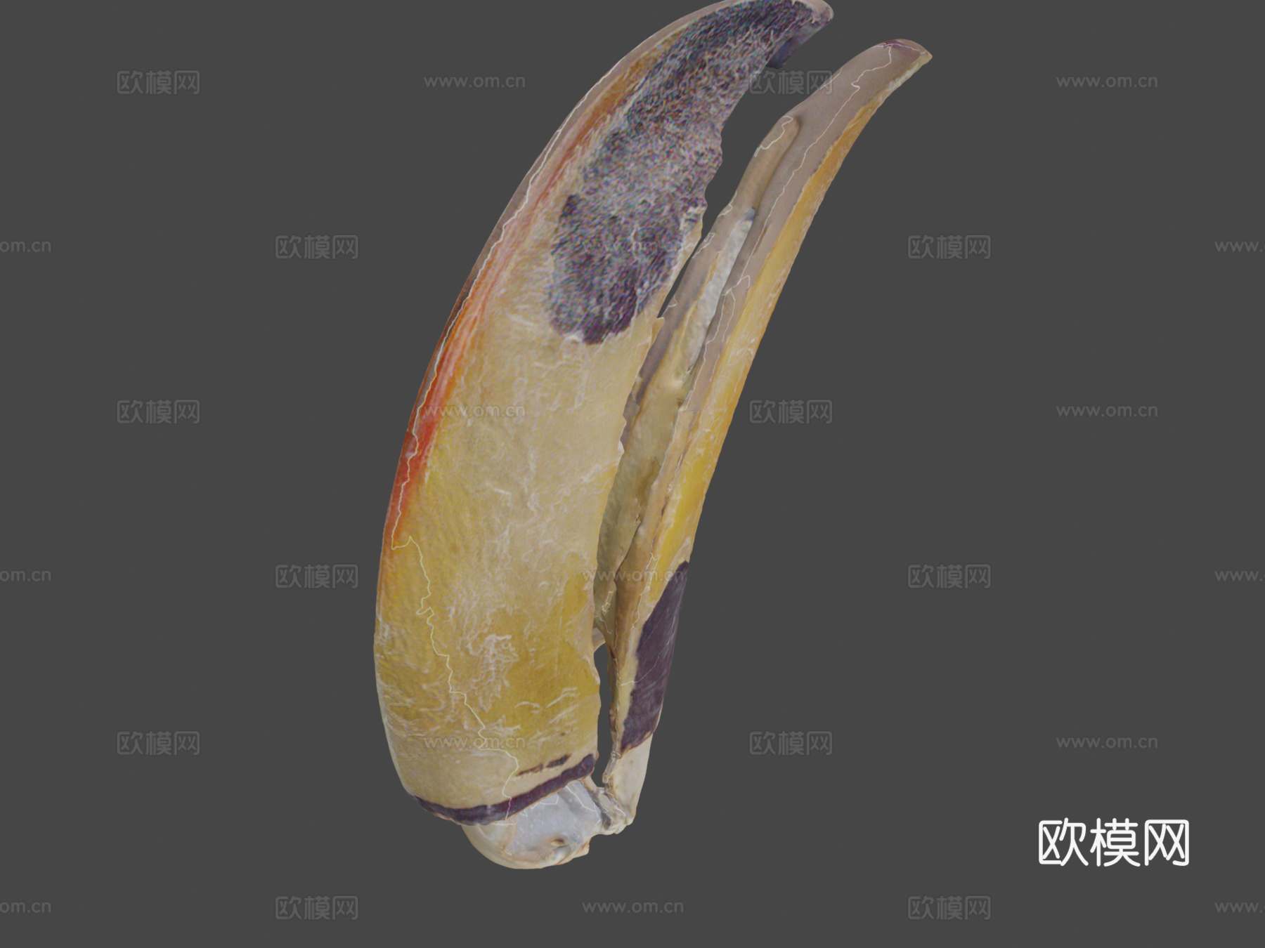 巨嘴鸟托哥巨嘴鸟su模型