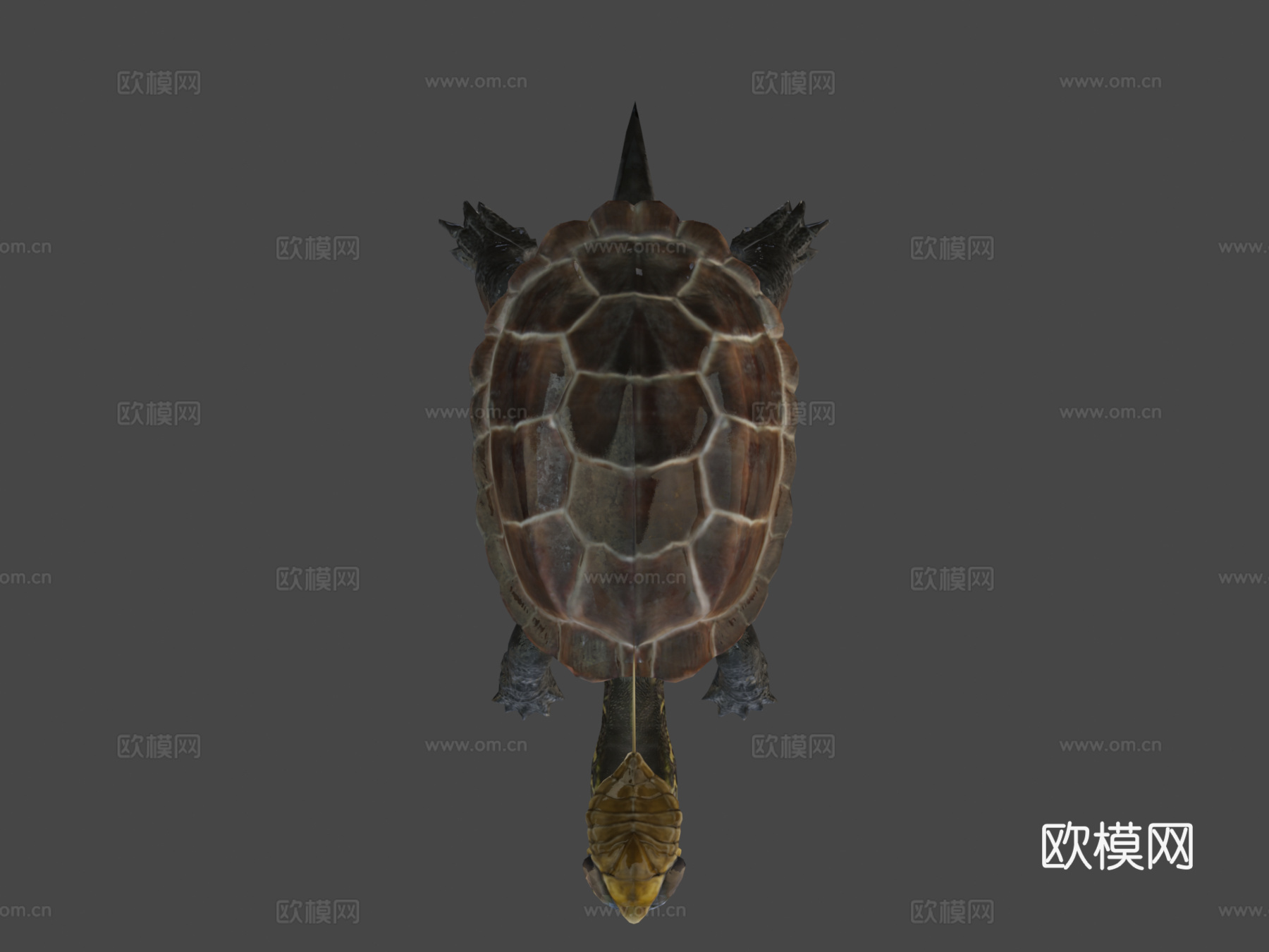 龟脸抱水虫su模型