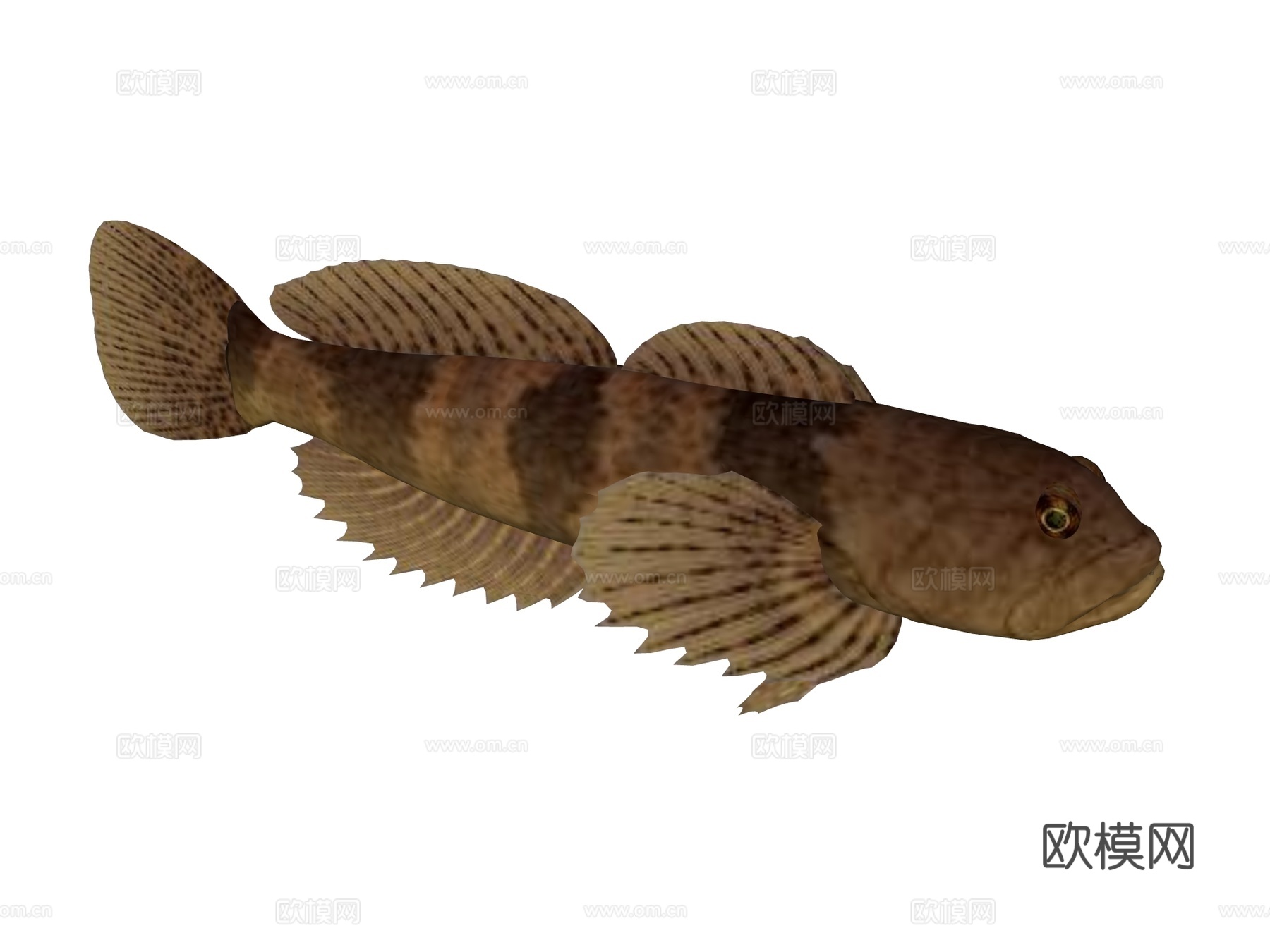 海鱼 弹涂鱼su模型