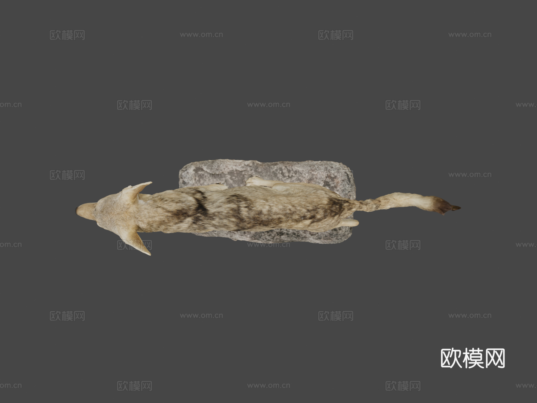 NSMTM32094黑背豺标本su模型