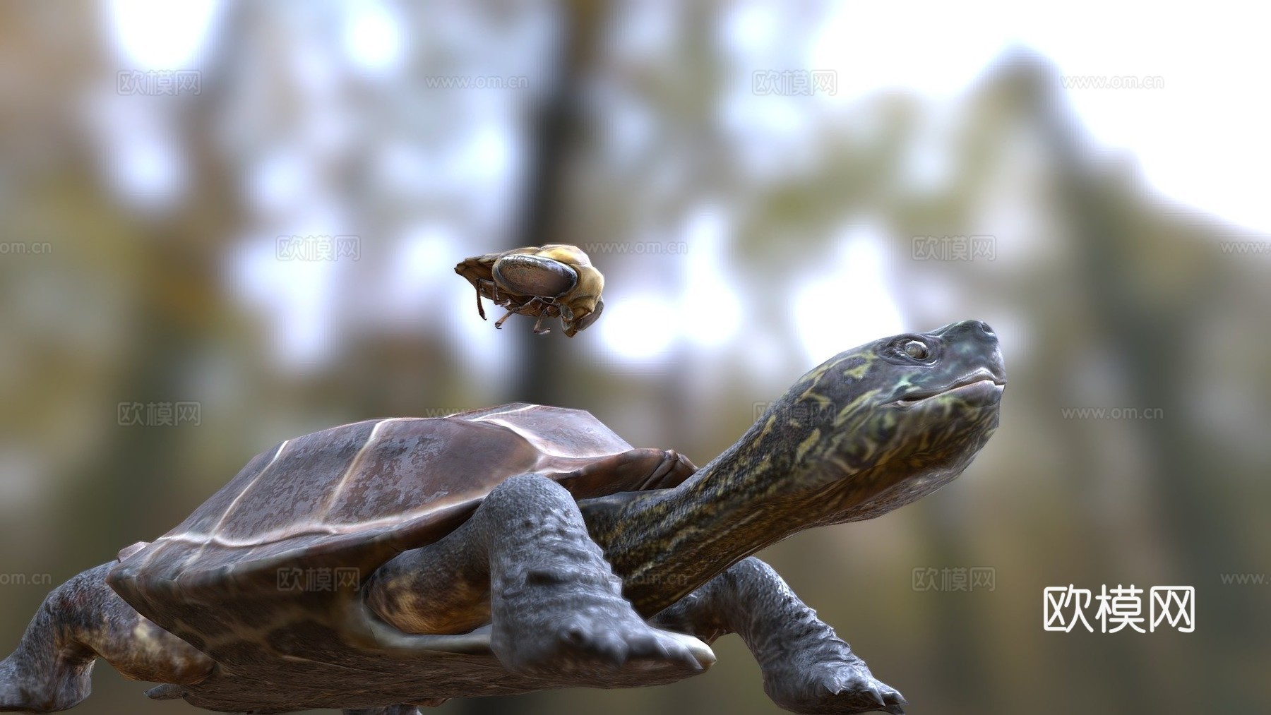 龟脸抱水虫su模型
