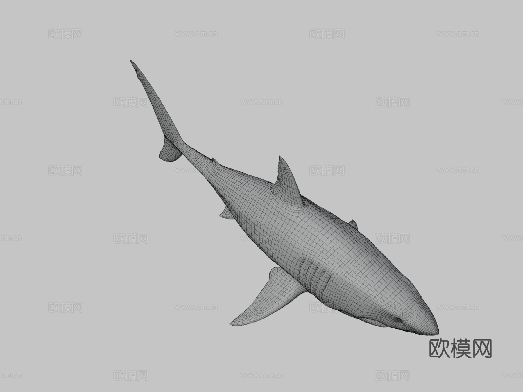 大白鲨su模型