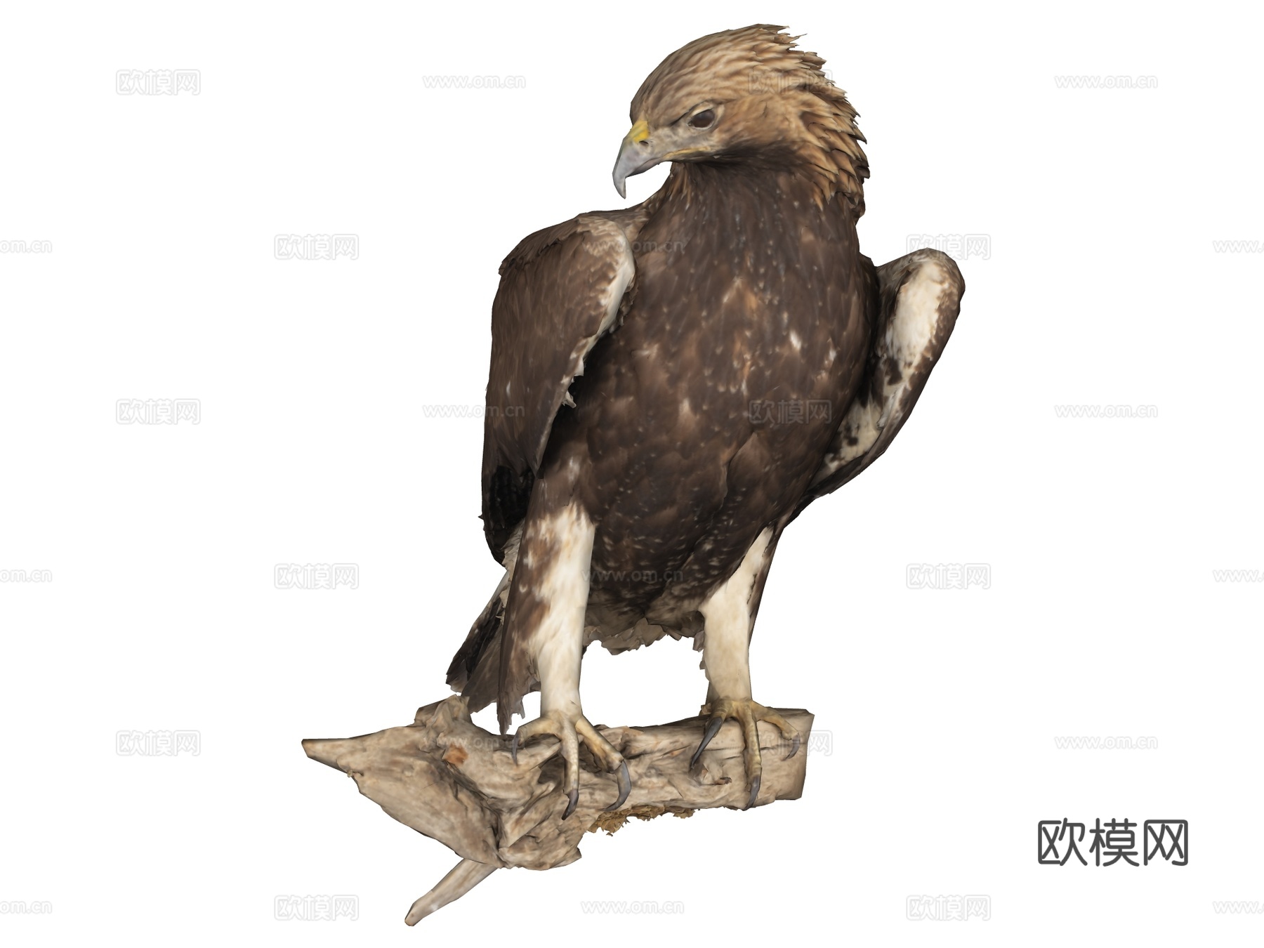 鹰 标本su模型su模型