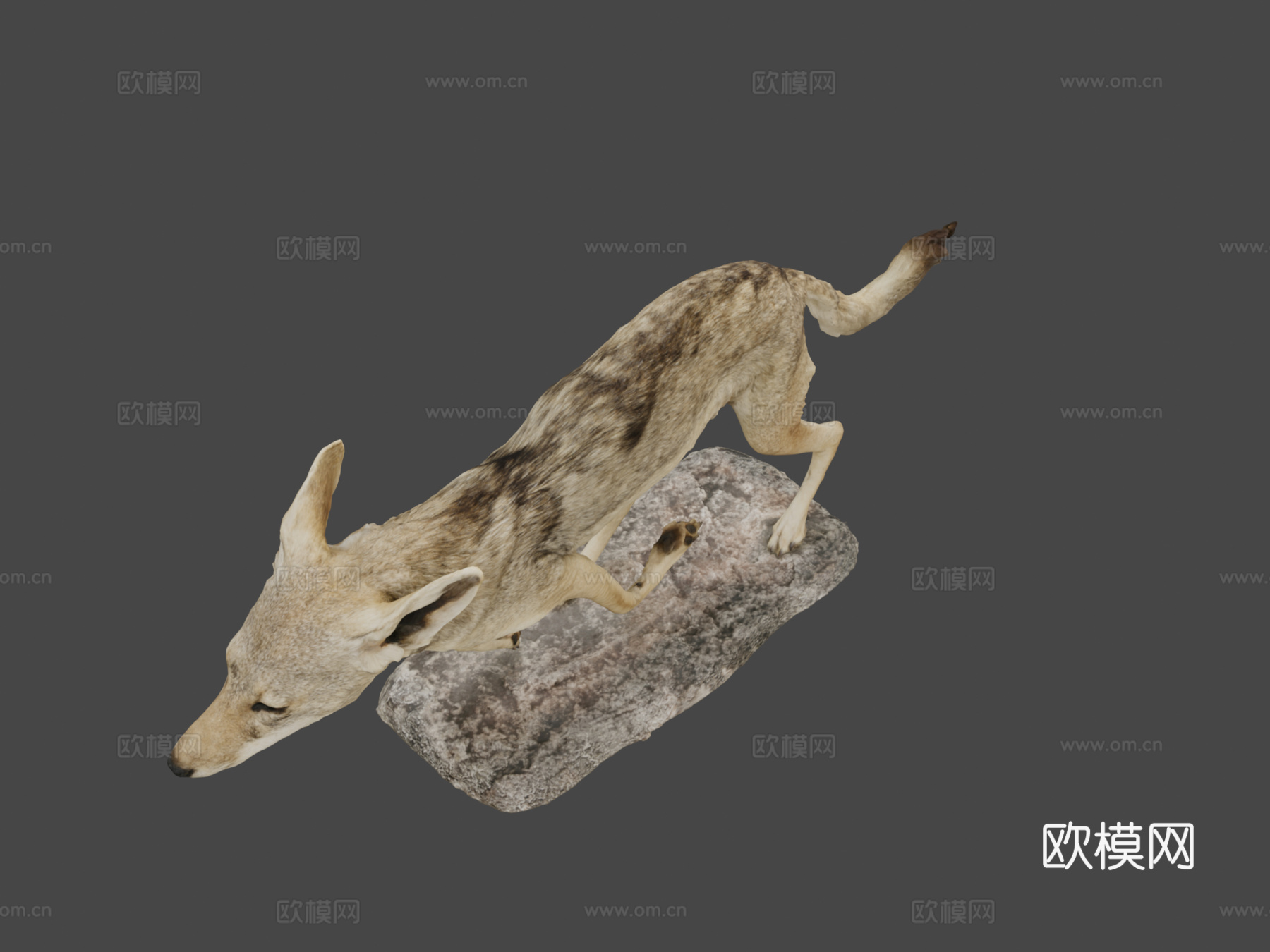 NSMTM32094黑背豺标本su模型