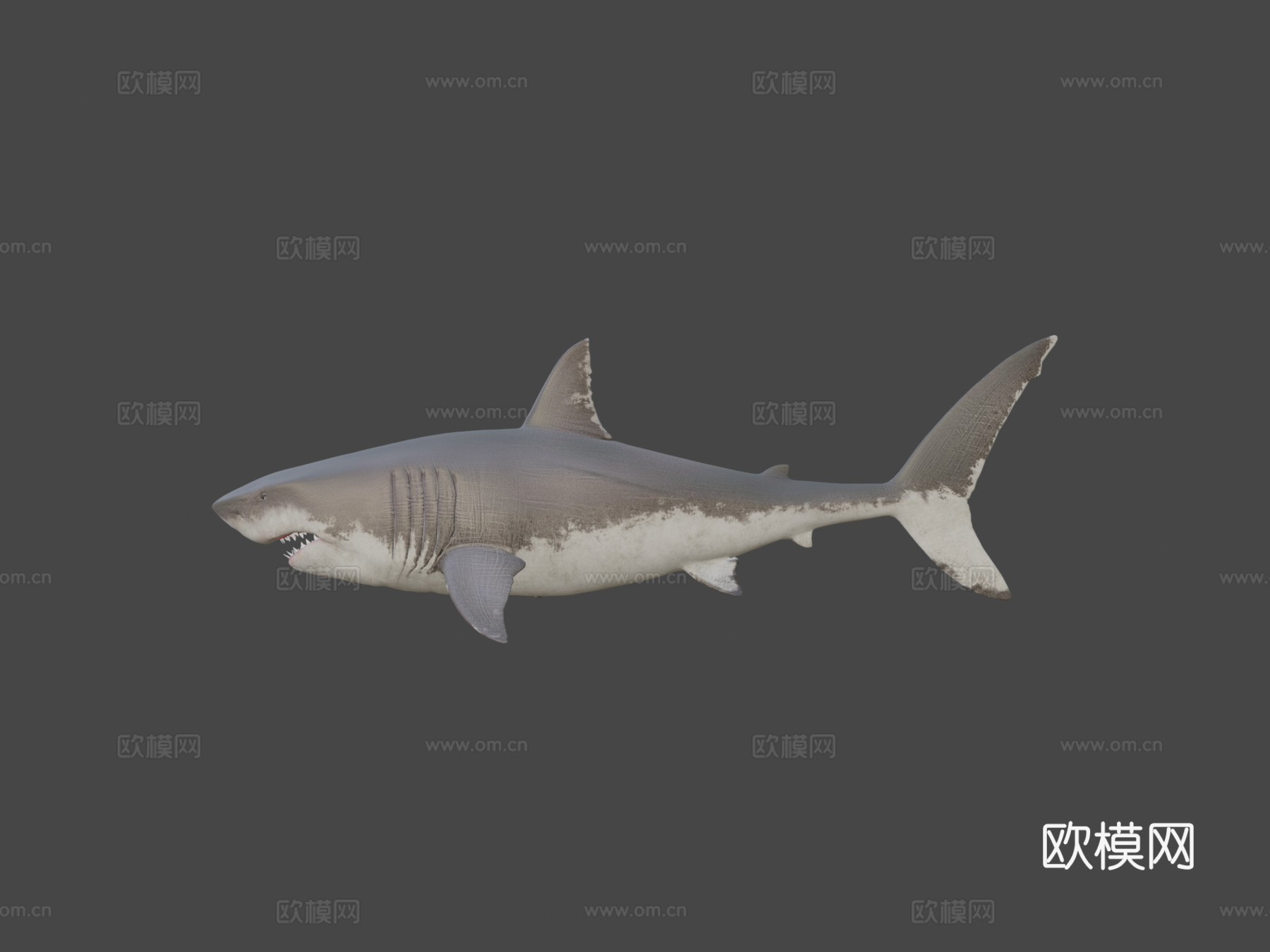 大白鲨su模型