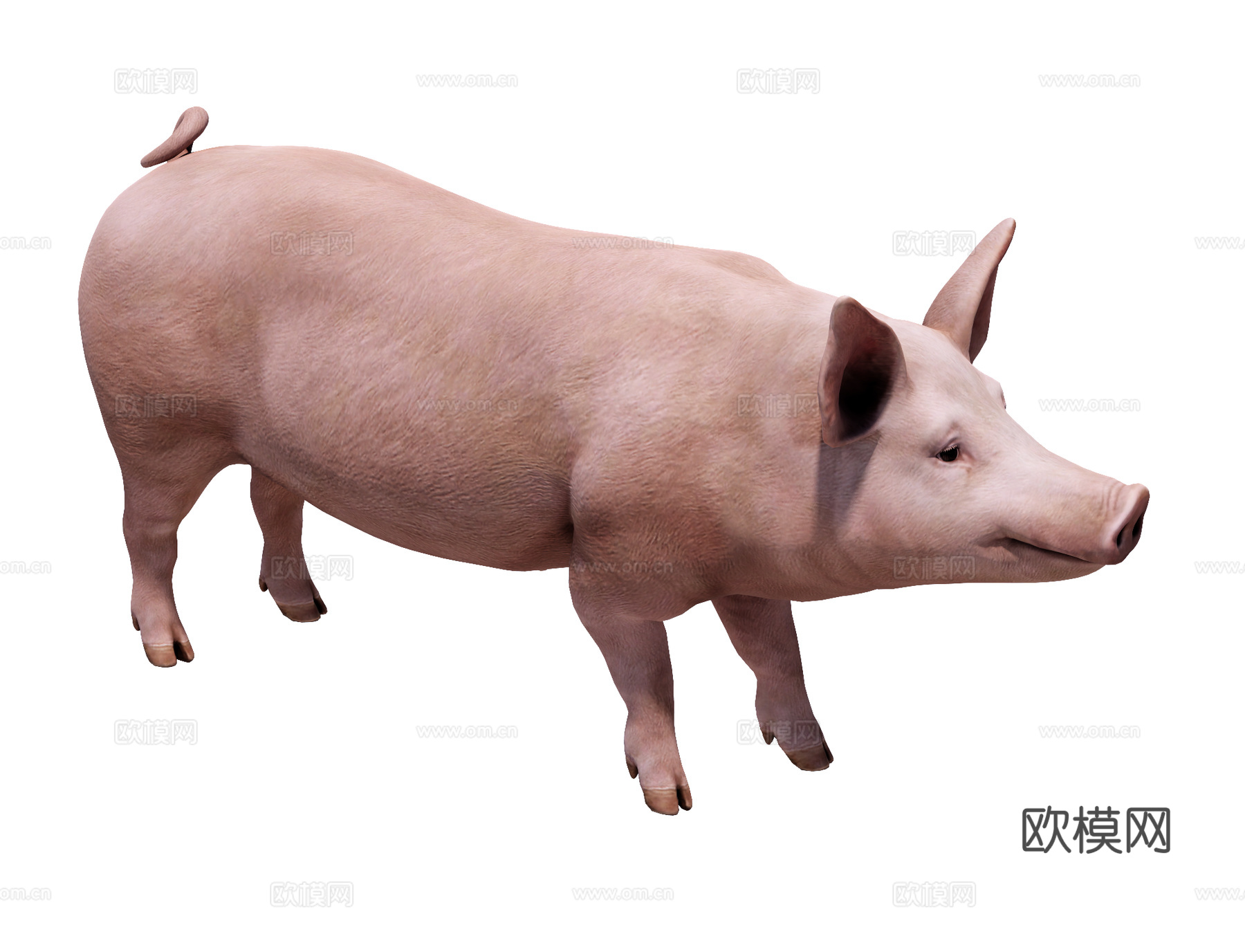 猪 家猪su模型