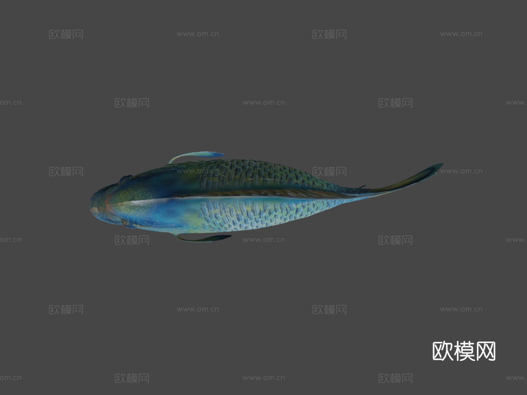 隆头鱼绑定su模型