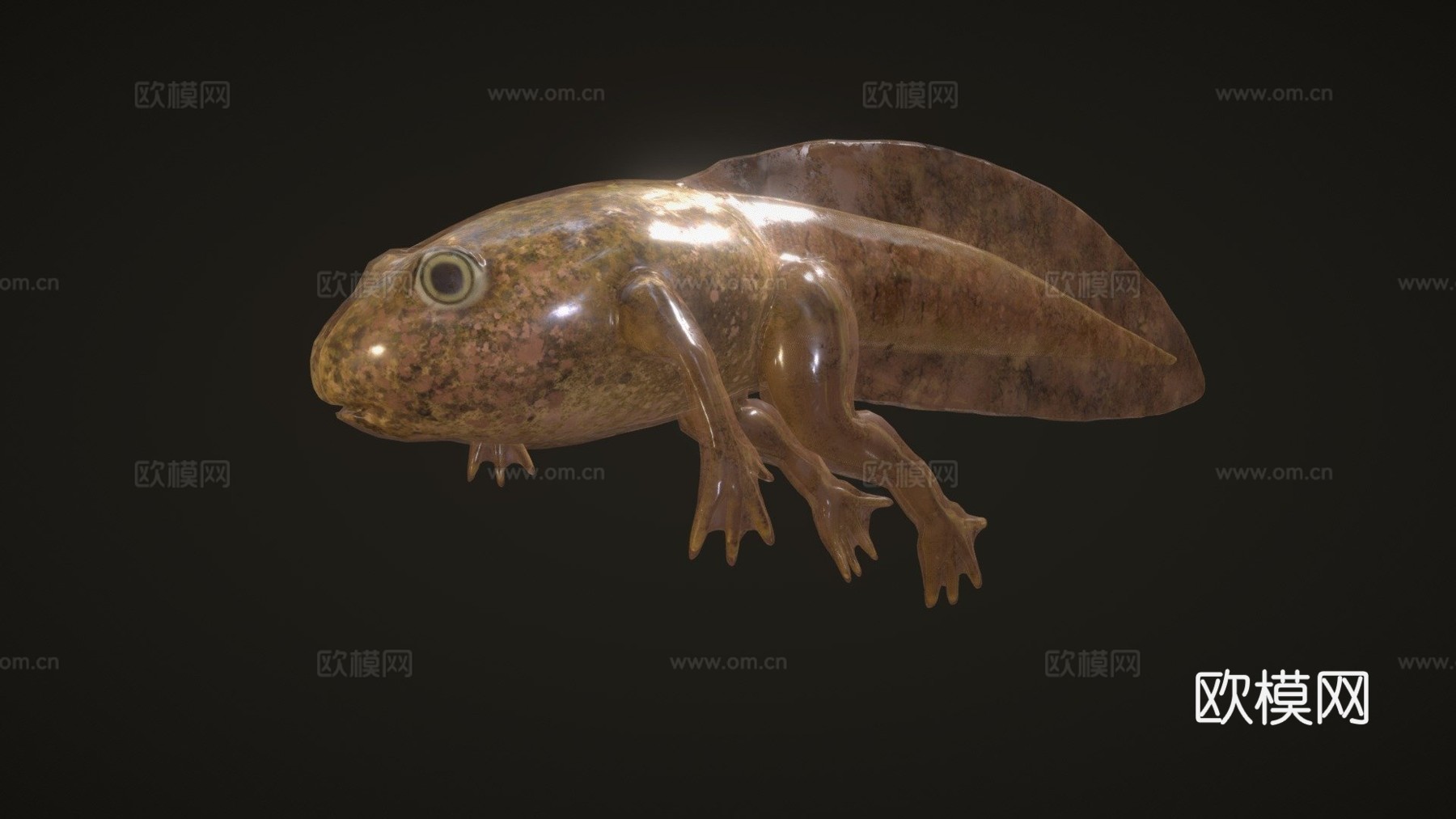 食用蛙蝌蚪su模型