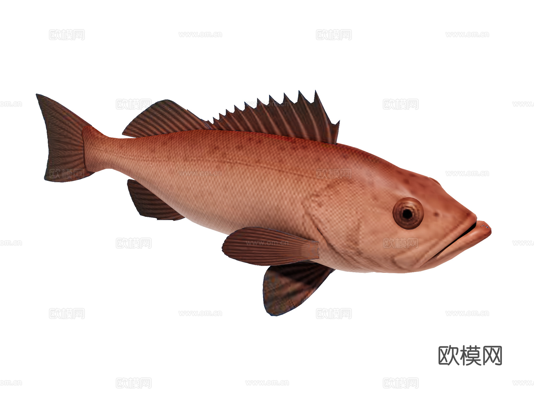 海鱼su模型