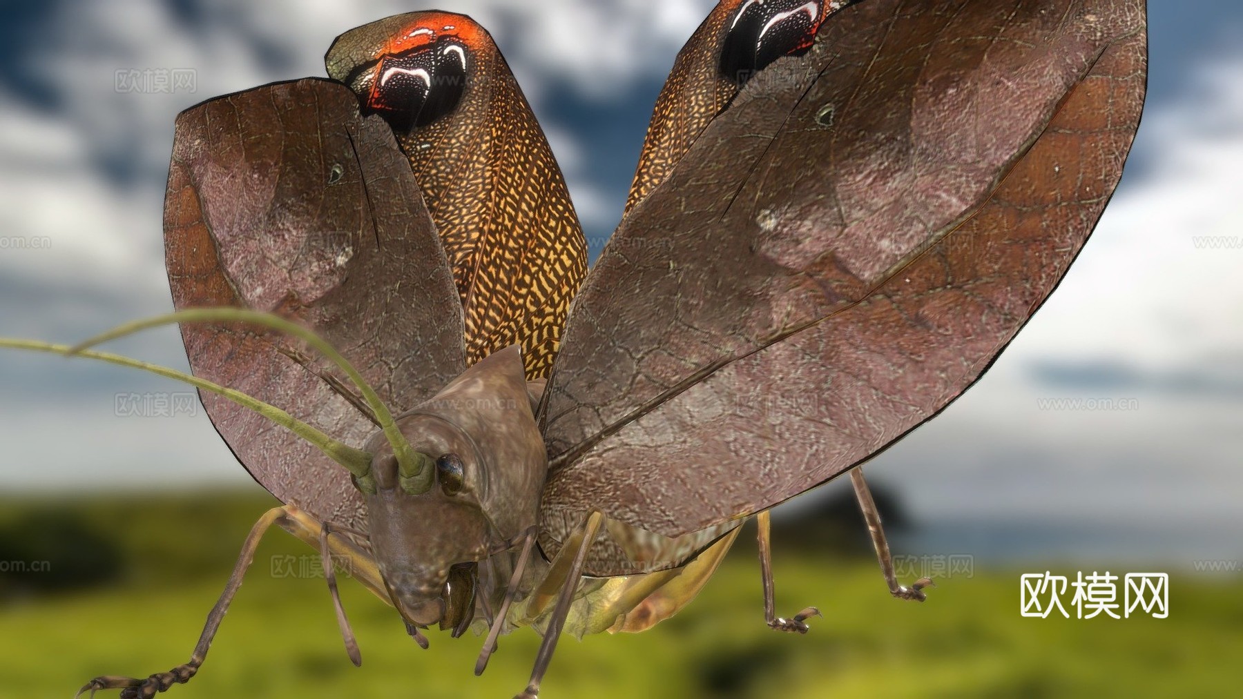 翼眼螽斯su模型