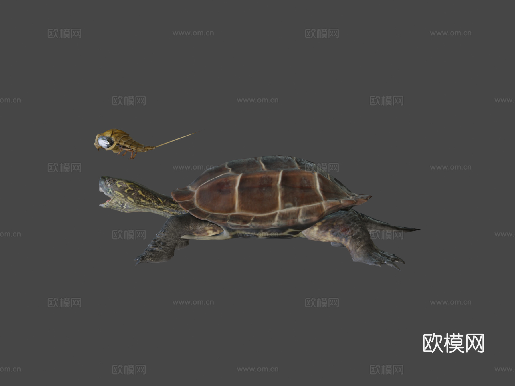 龟脸抱水虫su模型