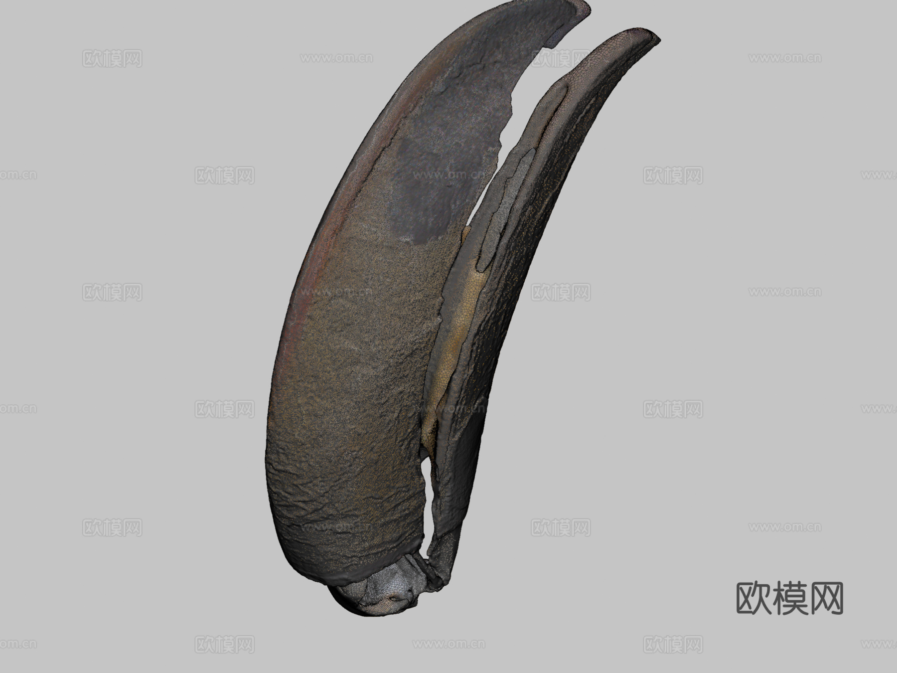 巨嘴鸟托哥巨嘴鸟su模型