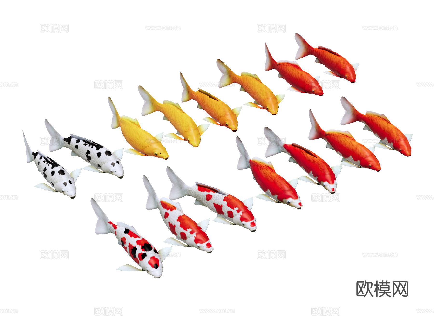 鱼 锦鲤su模型