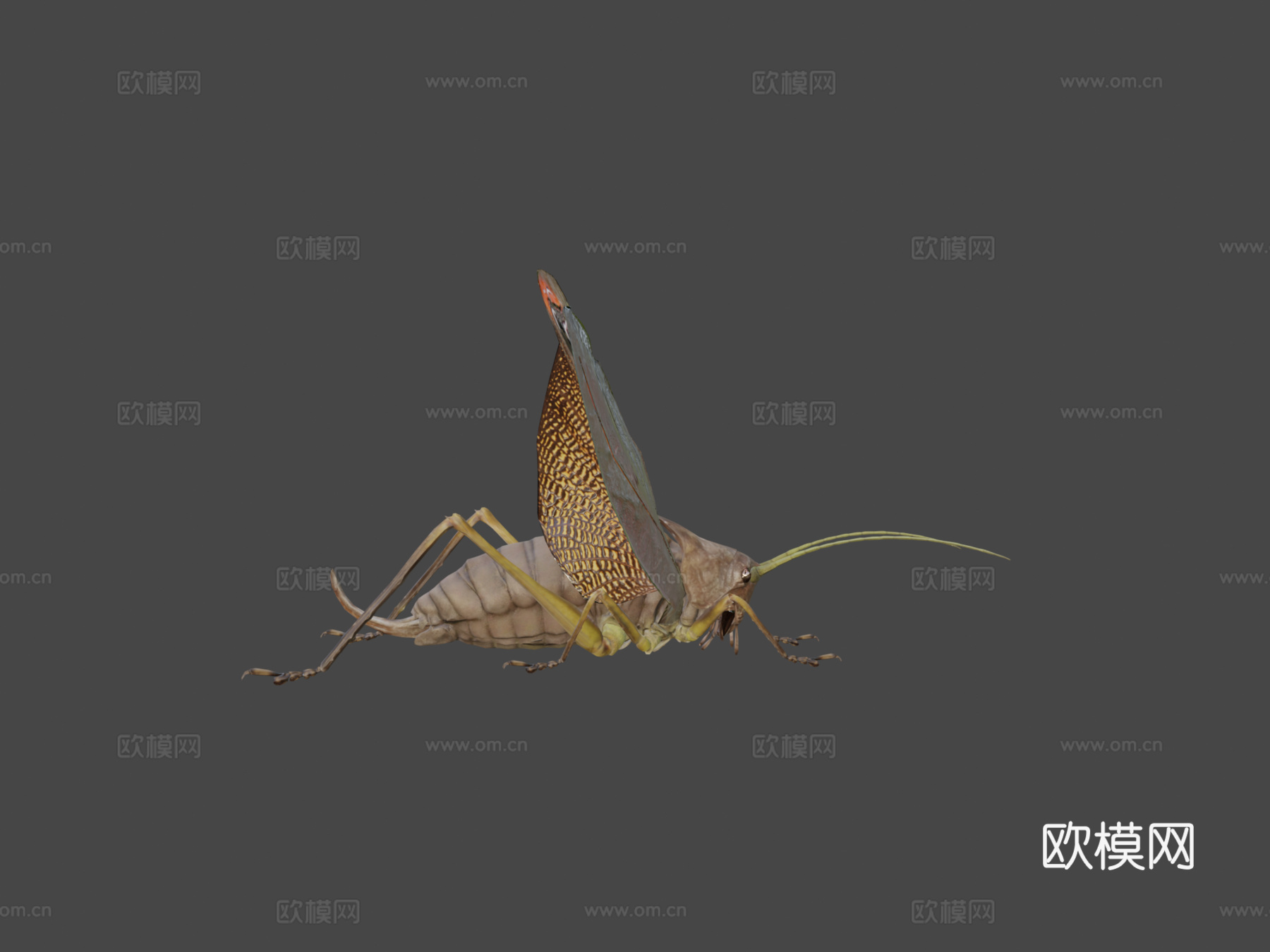 翼眼螽斯su模型