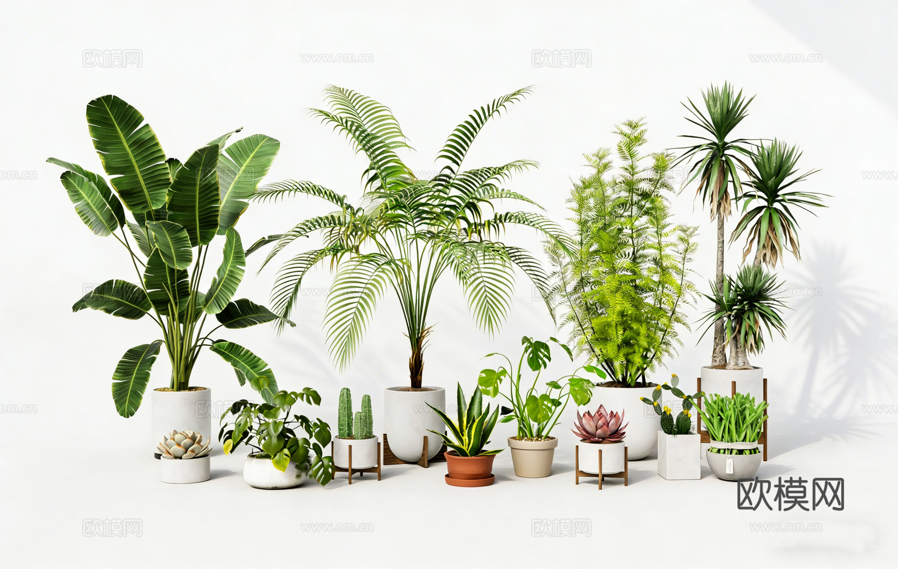 室内植物盆栽绿植 琴叶榕龟背竹 散尾葵龙血树 蕨类植物 多肉su模型