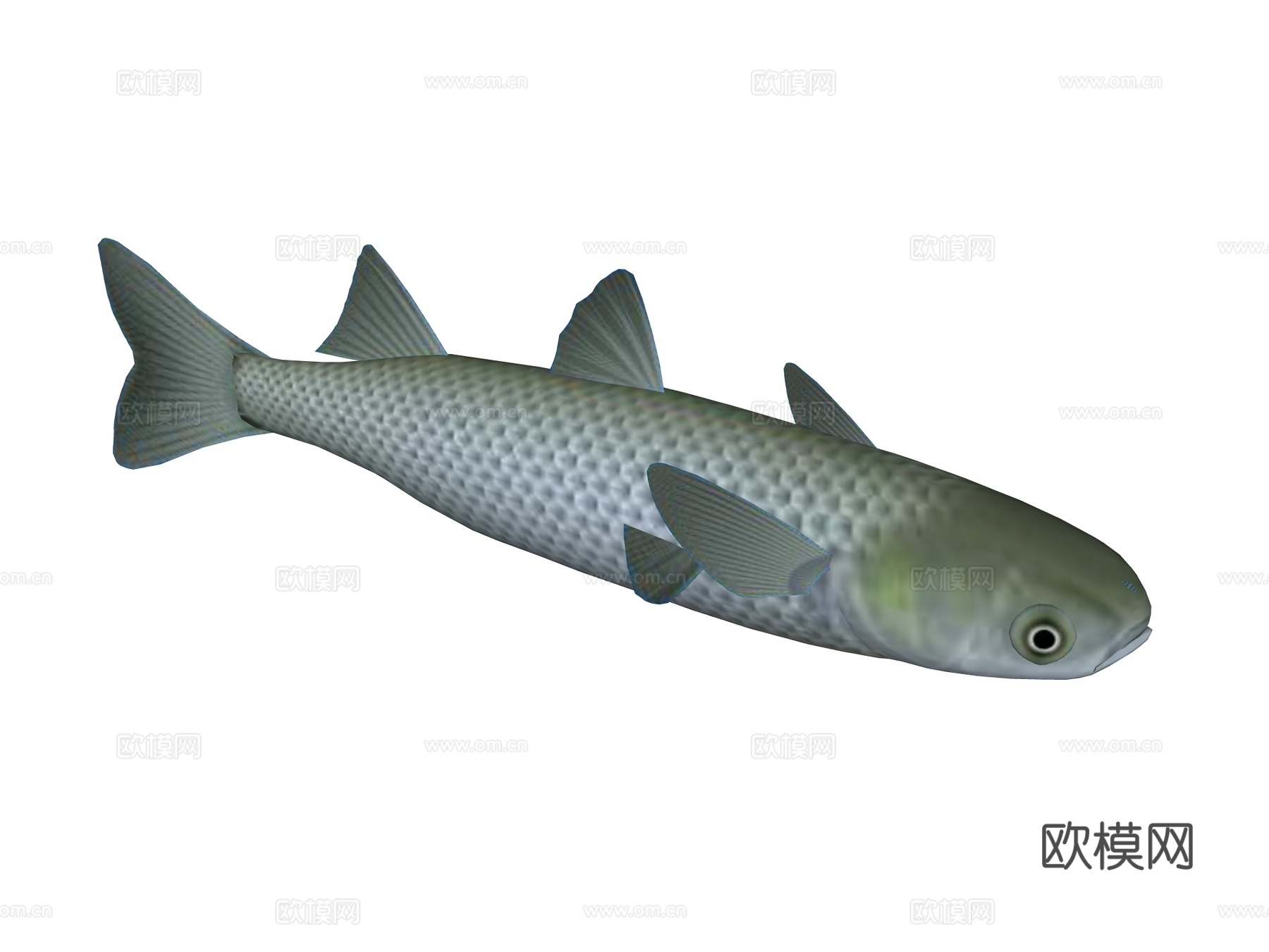 海鱼su模型
