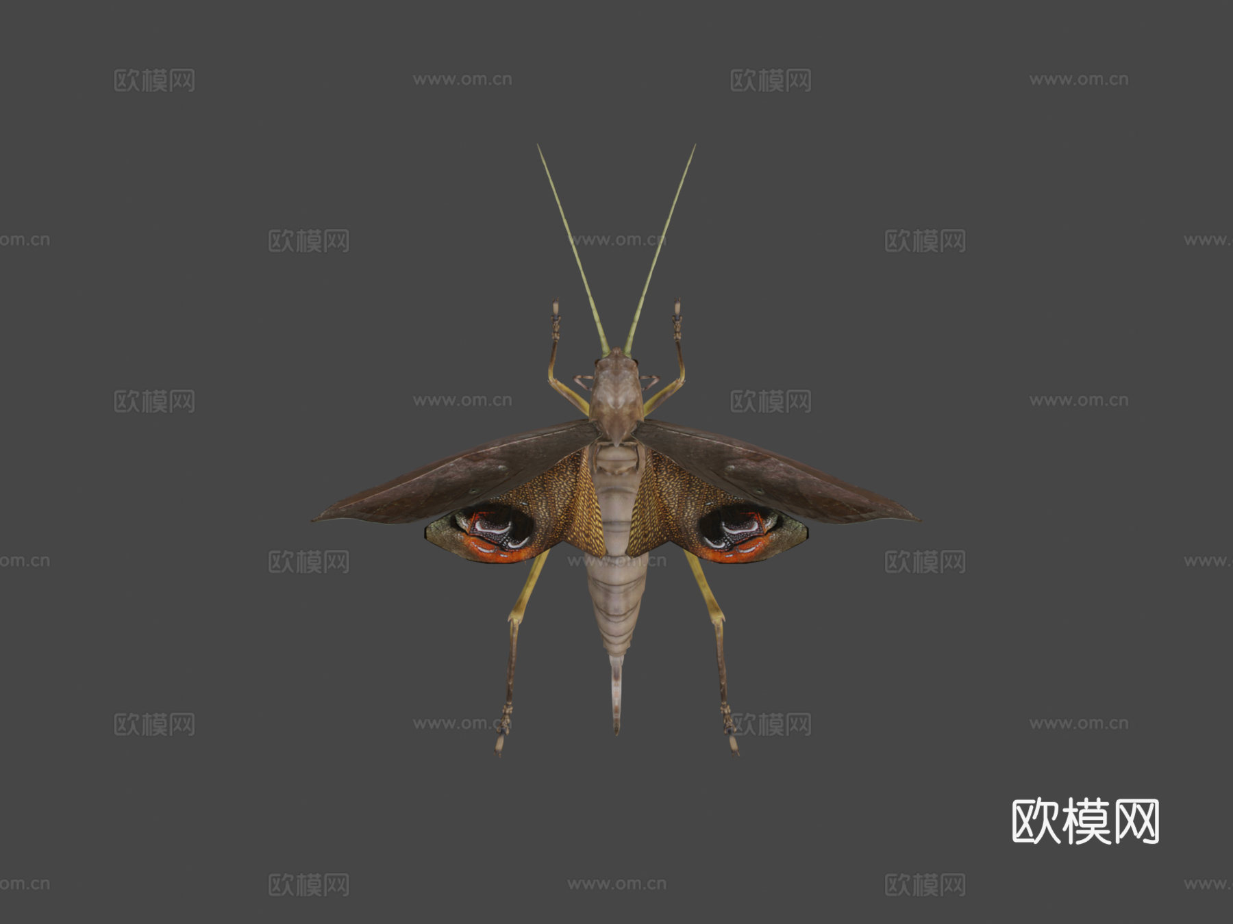 翼眼螽斯su模型
