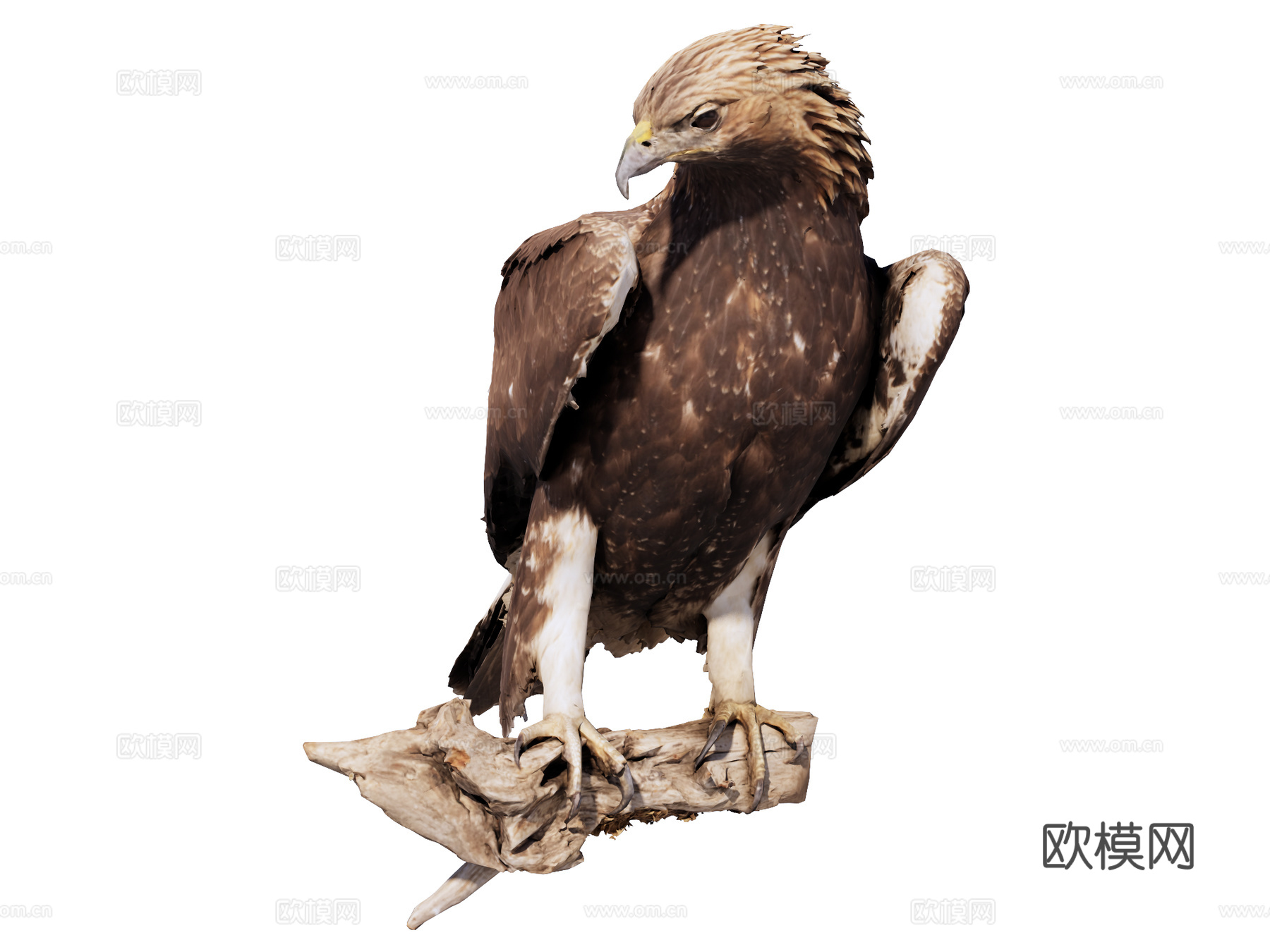鹰 标本su模型su模型