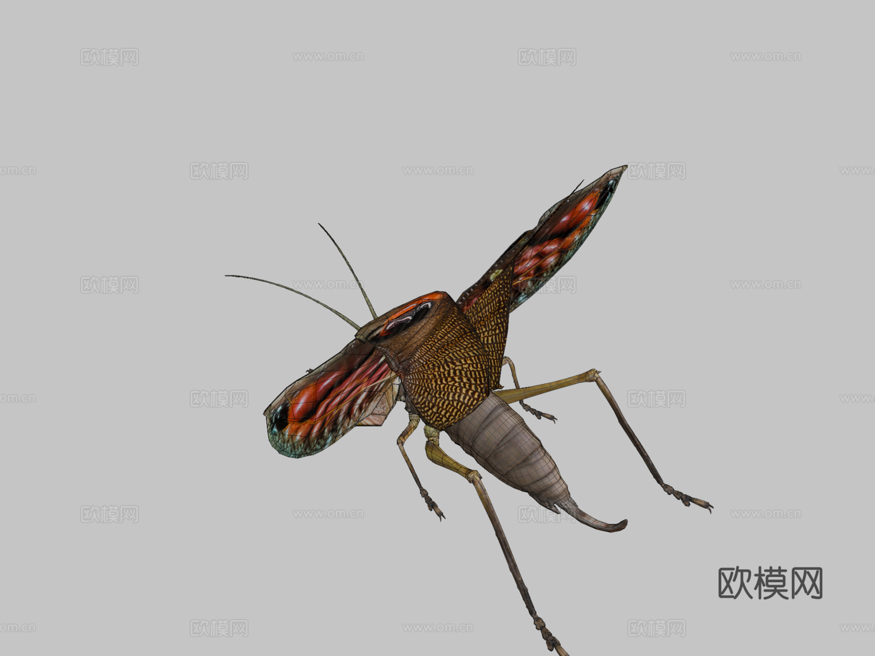 翼眼螽斯su模型