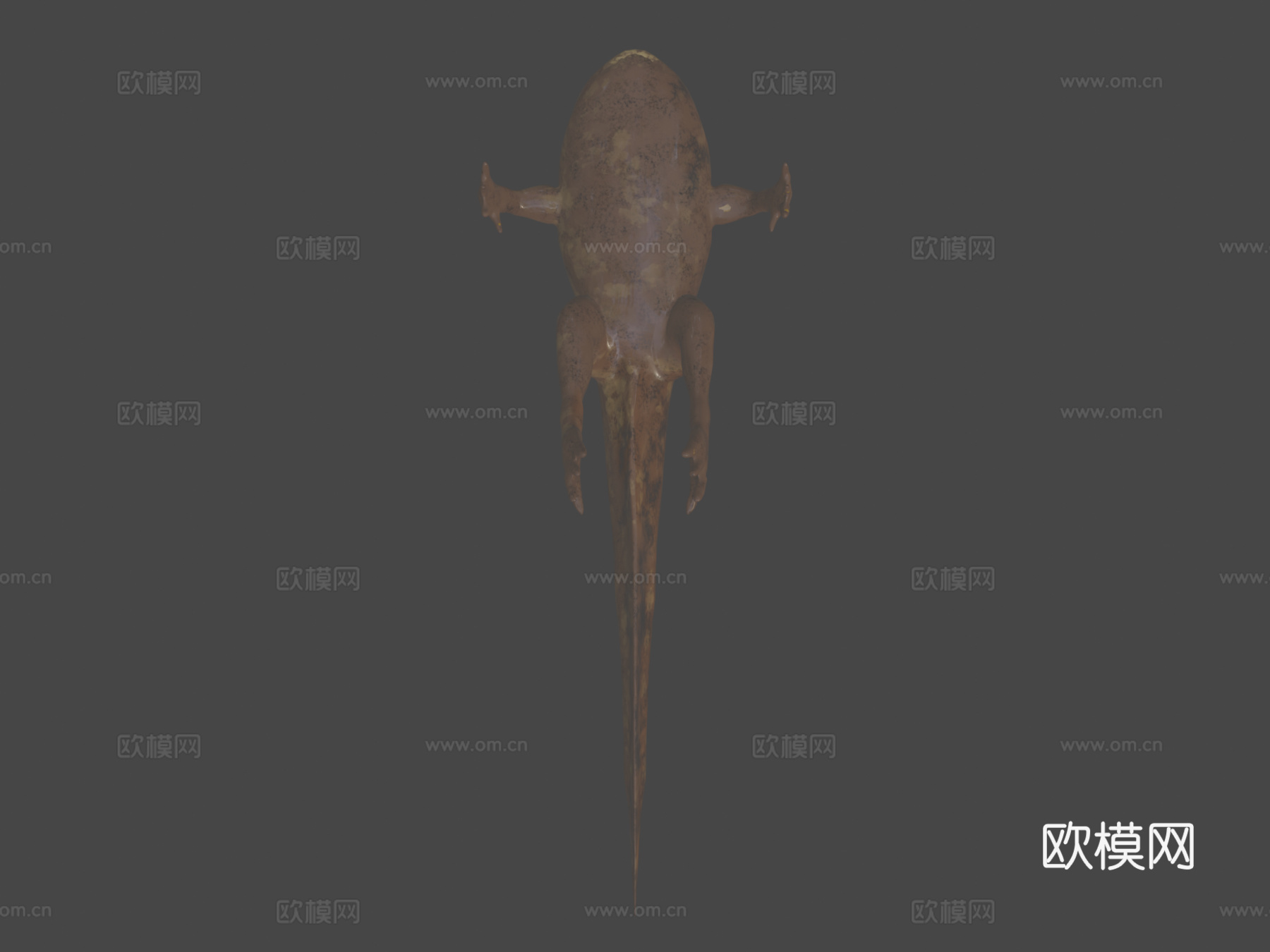 食用蛙蝌蚪su模型