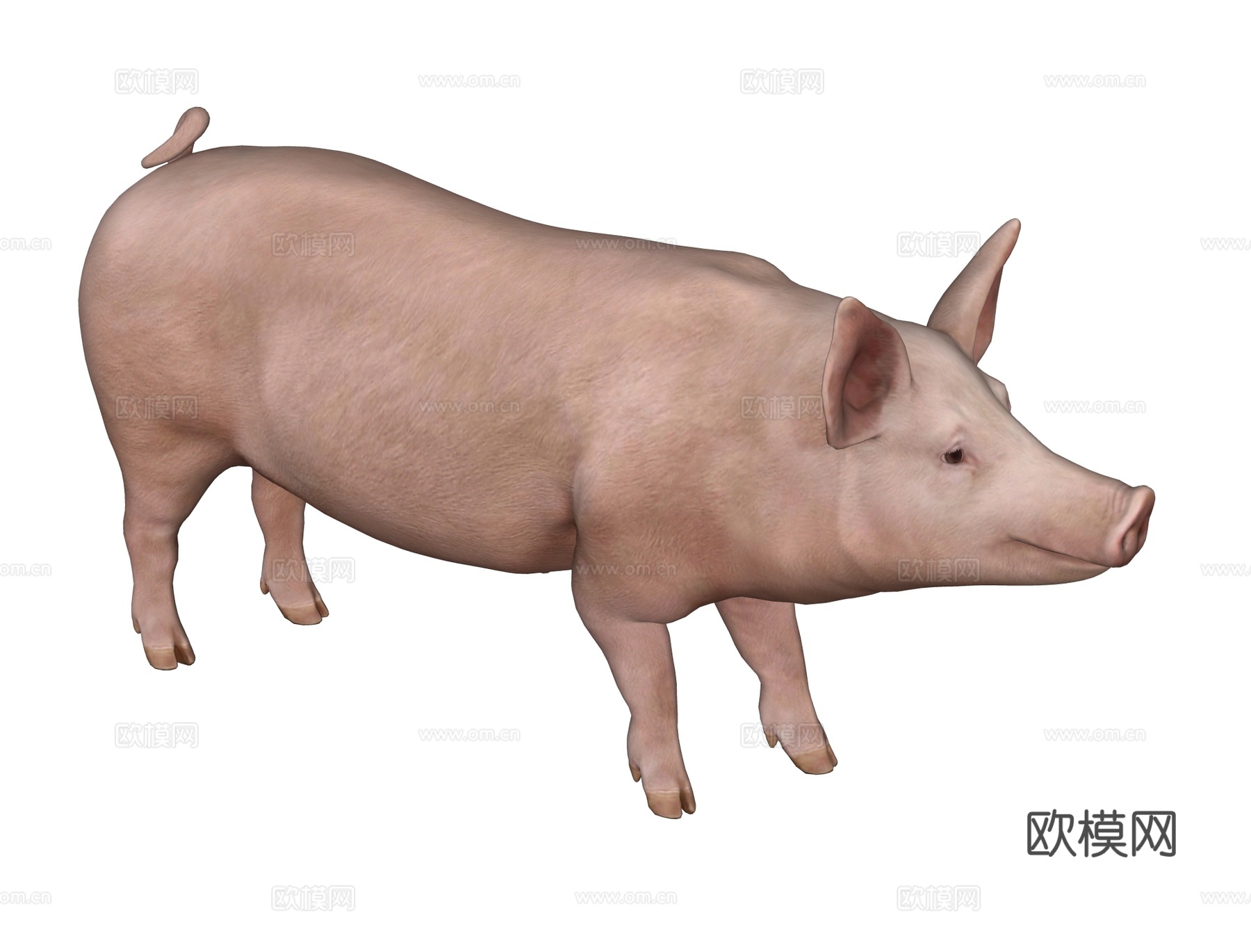 猪 家猪su模型