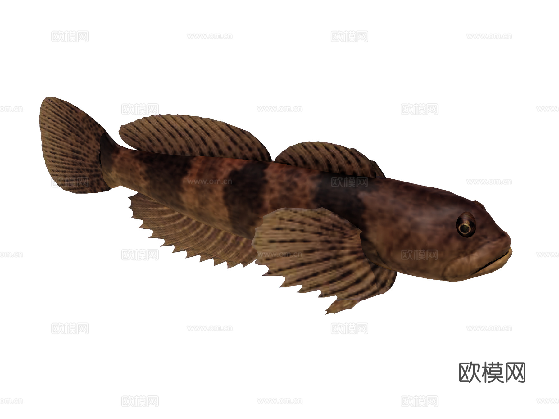 海鱼 弹涂鱼su模型