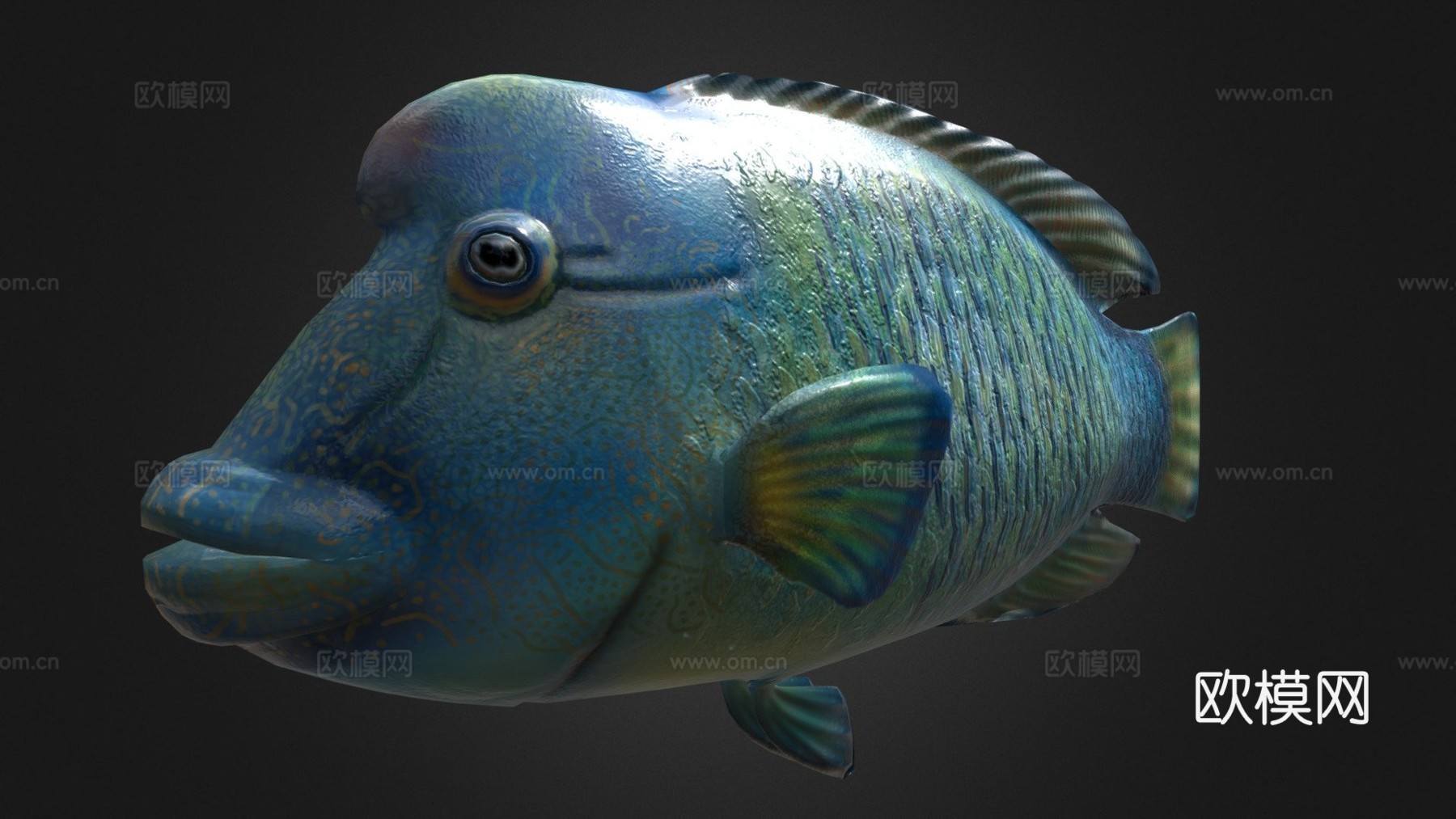 隆头鱼绑定su模型